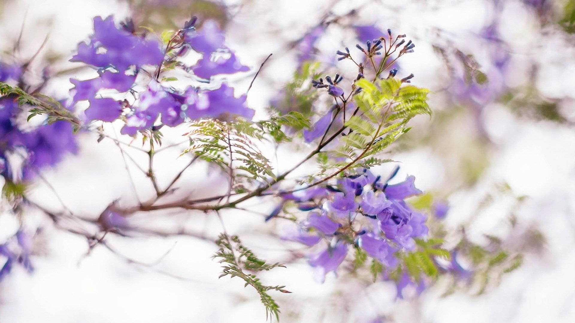 Обои цветы, цветение, листья, ветки, весна, соцветия, жакаранда, flowers, flowering, leaves, branches, spring, inflorescence, jacaranda разрешение 1920x1200 Загрузить