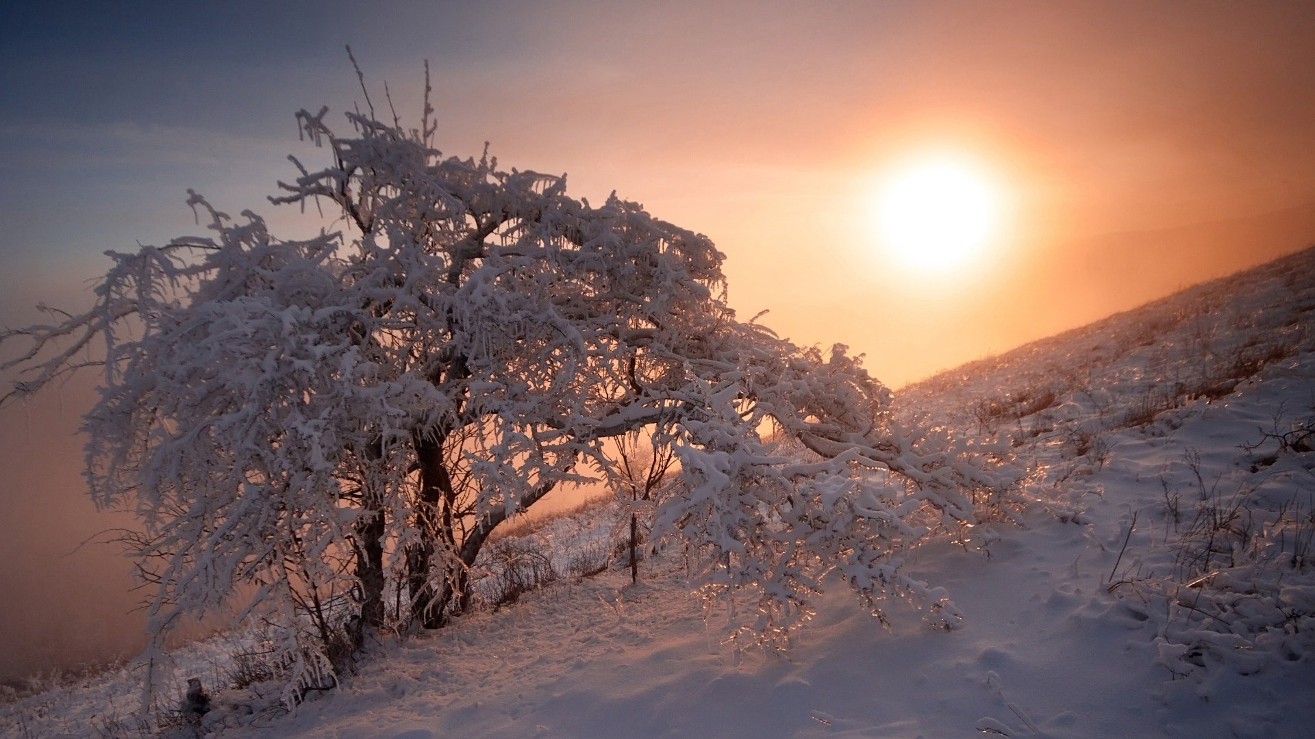 Обои снег, природа, дерево, закат, зима, егор никифоров, snow, nature, tree, sunset, winter, egor nikiforov разрешение 1920x1200 Загрузить