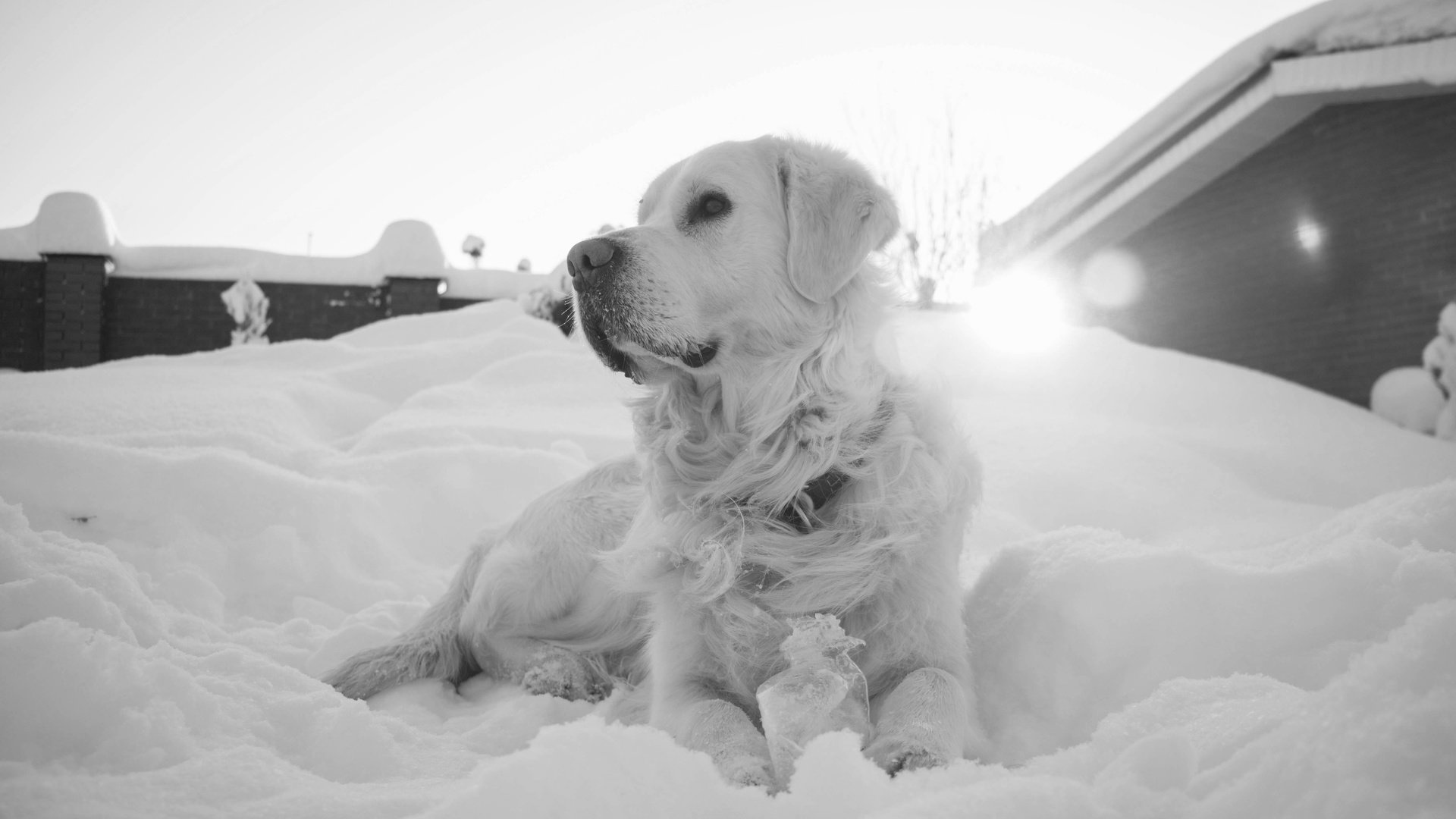 Обои снег, мордочка, взгляд, чёрно-белое, собака, золотистый ретривер, snow, muzzle, look, black and white, dog, golden retriever разрешение 5472x3648 Загрузить