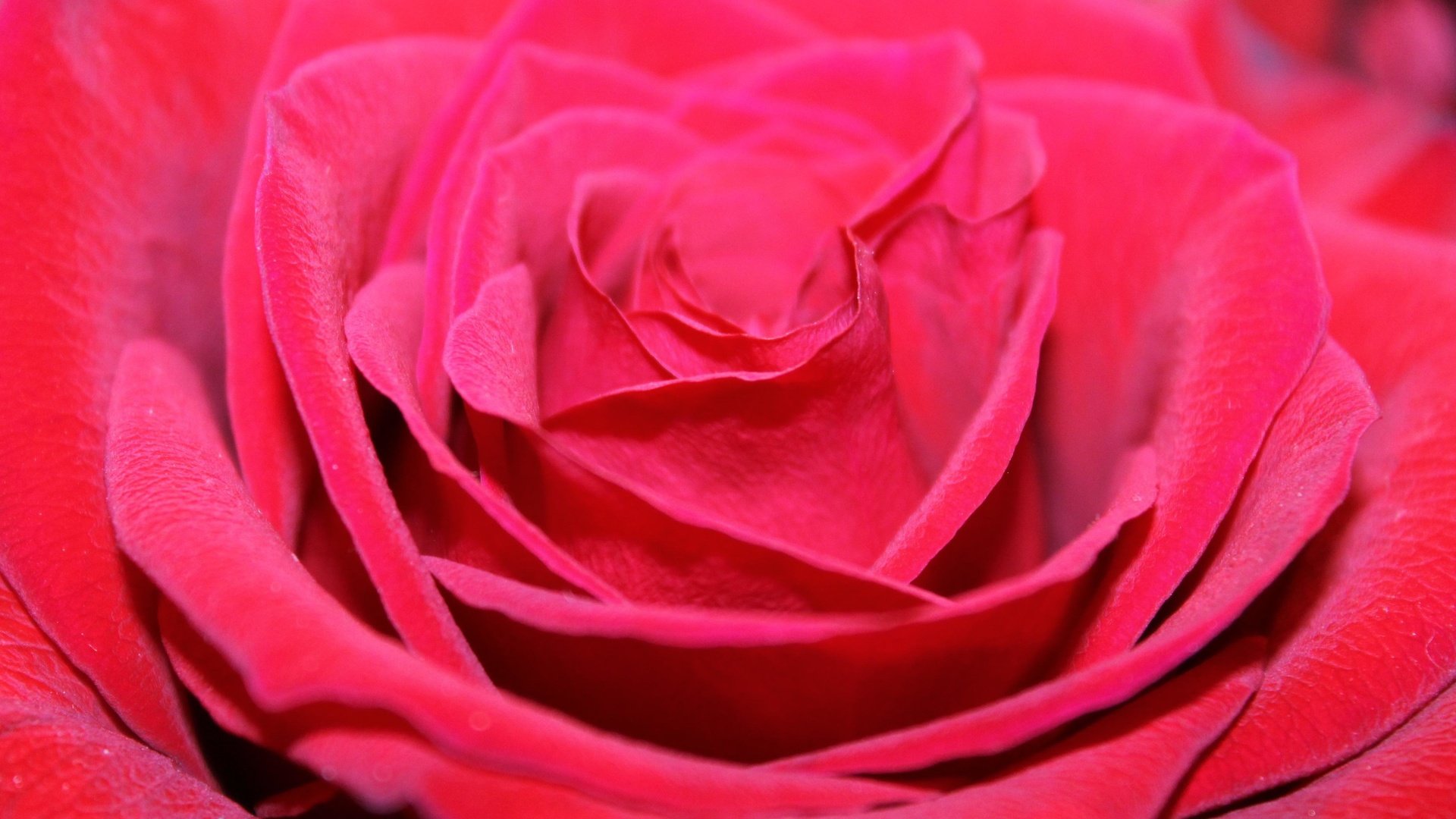 Обои цветок, роза, лепестки, бутон, крупным планом, flower, rose, petals, bud, closeup разрешение 4272x2848 Загрузить