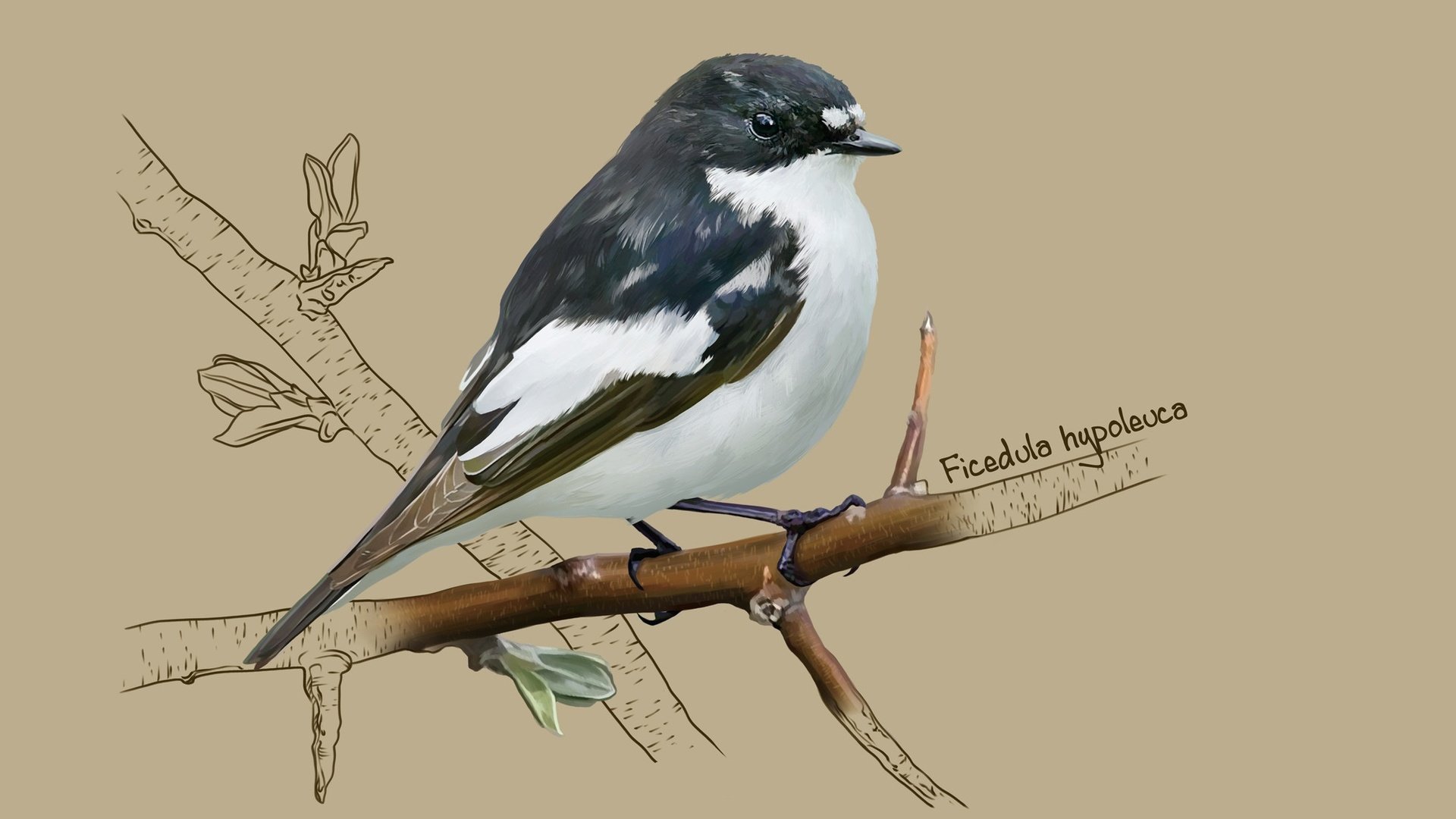 Обои арт, птичка, мухоловка, kate kondrukhova, european pied flycatcher, мухоловка-пеструшка, art, bird, flycatcher, flycatcher-flycatcher разрешение 2184x1356 Загрузить