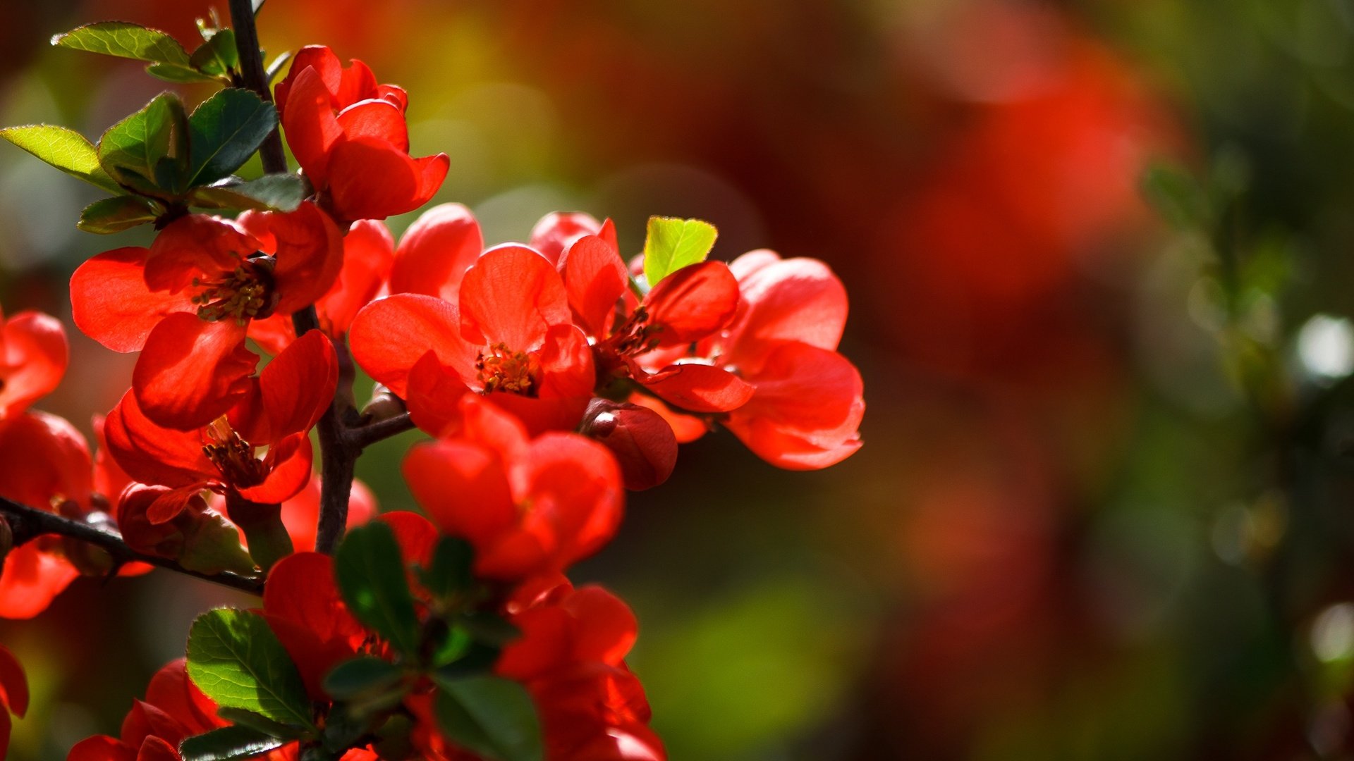 Обои свет, цветы, цветение, боке, айва, красные цветы, японская айва, light, flowers, flowering, bokeh, quince, red flowers, japanese quince разрешение 2136x1424 Загрузить