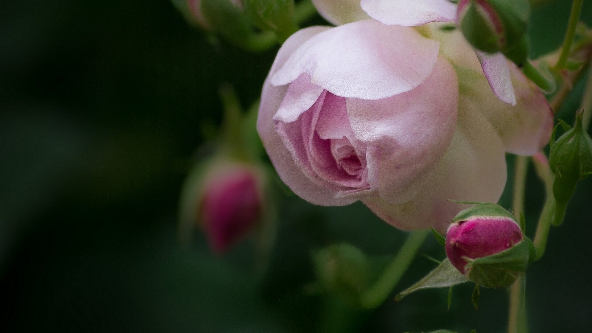 Обои цветы, бутоны, макро, розы, роза, лепестки, боке, flowers, buds, macro, roses, rose, petals, bokeh разрешение 1920x1536 Загрузить