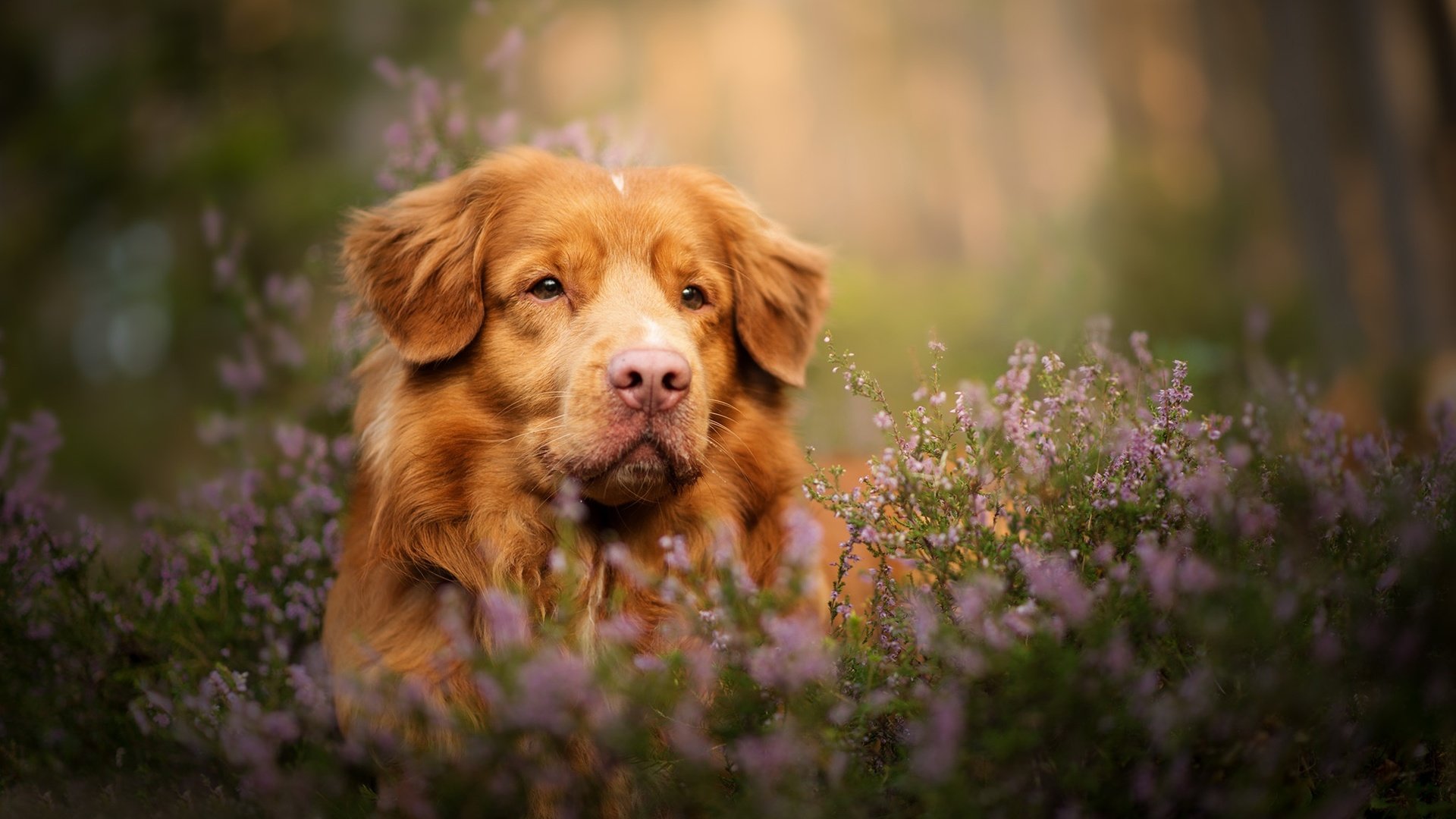 Обои морда, взгляд, собака, боке, вереск, новошотландский ретривер, face, look, dog, bokeh, heather, nova scotia duck tolling retriever разрешение 2048x1363 Загрузить