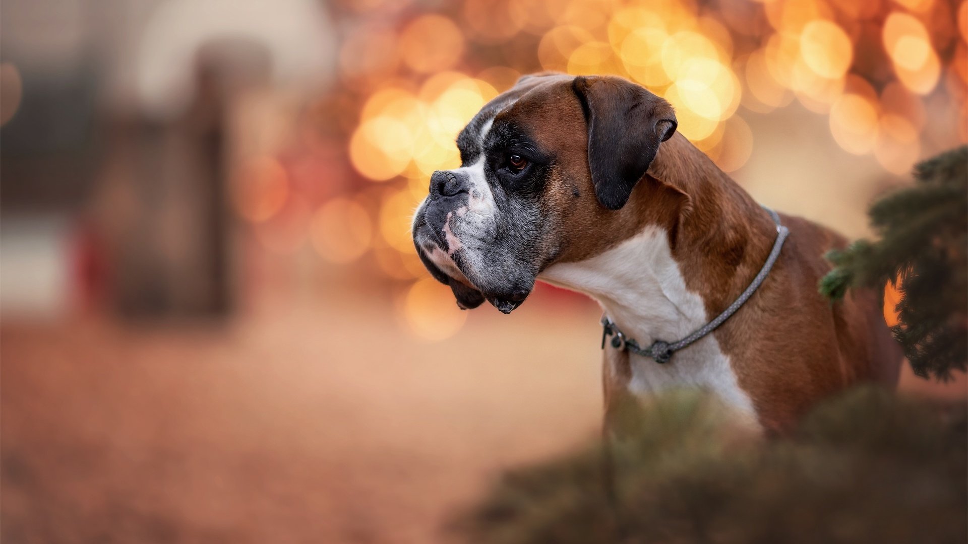 Обои морда, портрет, собака, блики, профиль, боксер, face, portrait, dog, glare, profile, boxer разрешение 2048x1365 Загрузить