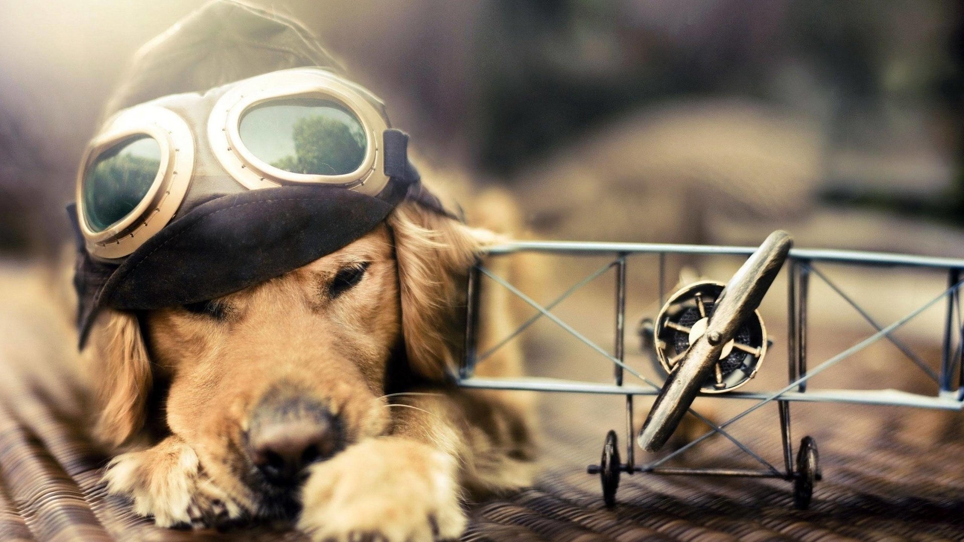 Обои самолет, лётчик, очки, собака, голден ретривер, шлемофон, the plane, pilot, glasses, dog, golden retriever, headset разрешение 2560x1600 Загрузить