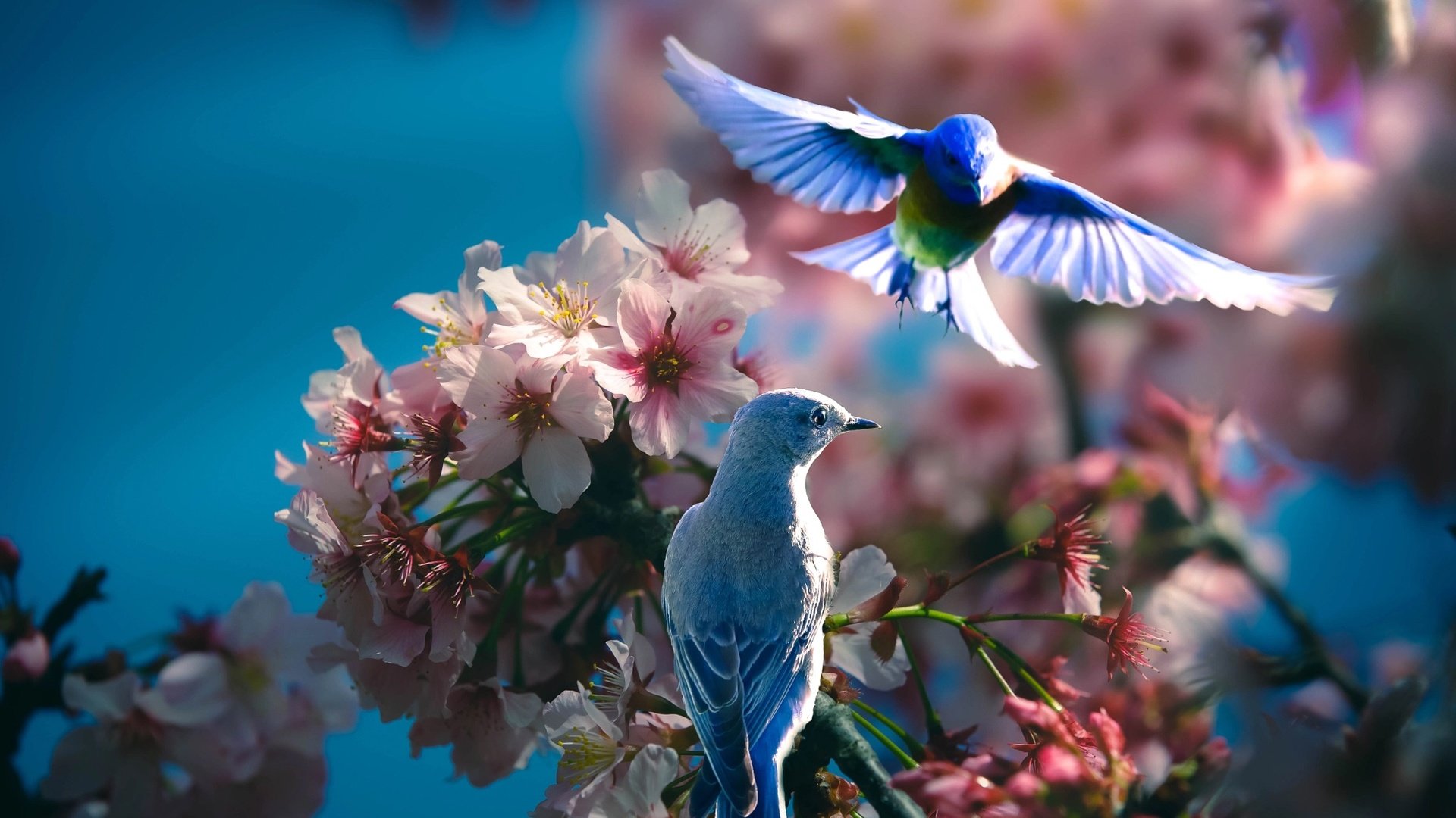 Обои природа, цветение, ветки, птицы, весна, пара, синица, thai phung, hai hung, nature, flowering, branches, birds, spring, pair, tit разрешение 2048x1365 Загрузить