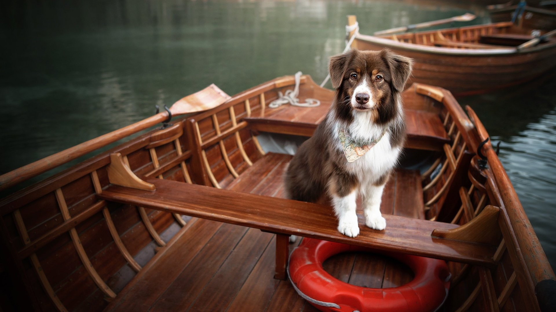 Обои озеро, лодки, собака, спасательный круг, lake, boats, dog, lifeline разрешение 2048x1365 Загрузить