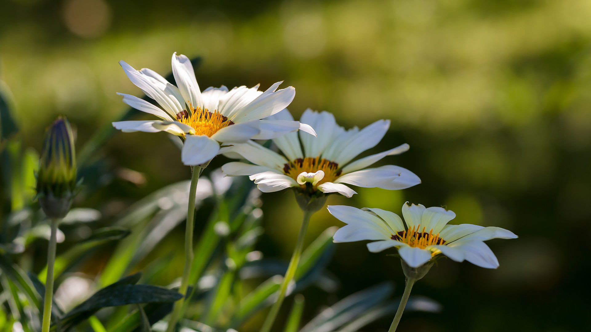 Обои цветы, природа, лето, белая, боке, газания, flowers, nature, summer, white, bokeh, gazania разрешение 2113x1409 Загрузить