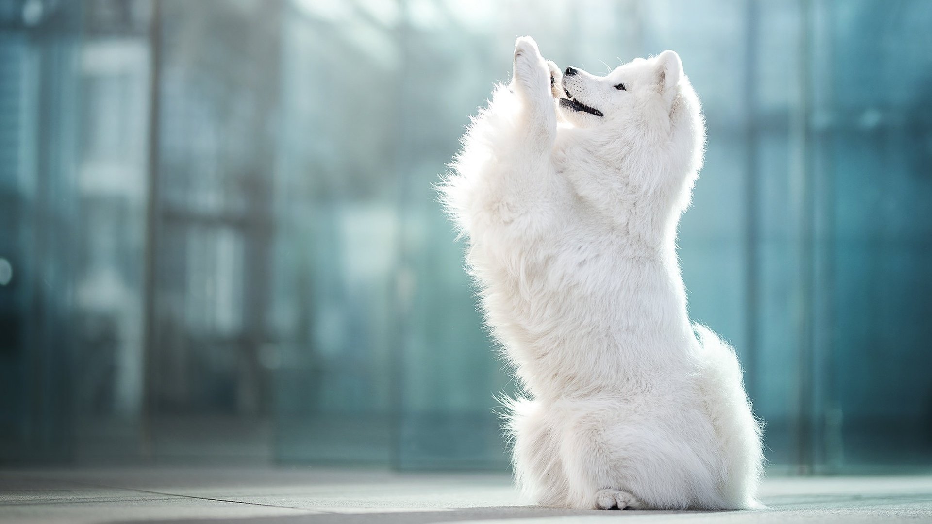 Обои собака, боке, самоед, dog, bokeh, samoyed разрешение 2048x1365 Загрузить