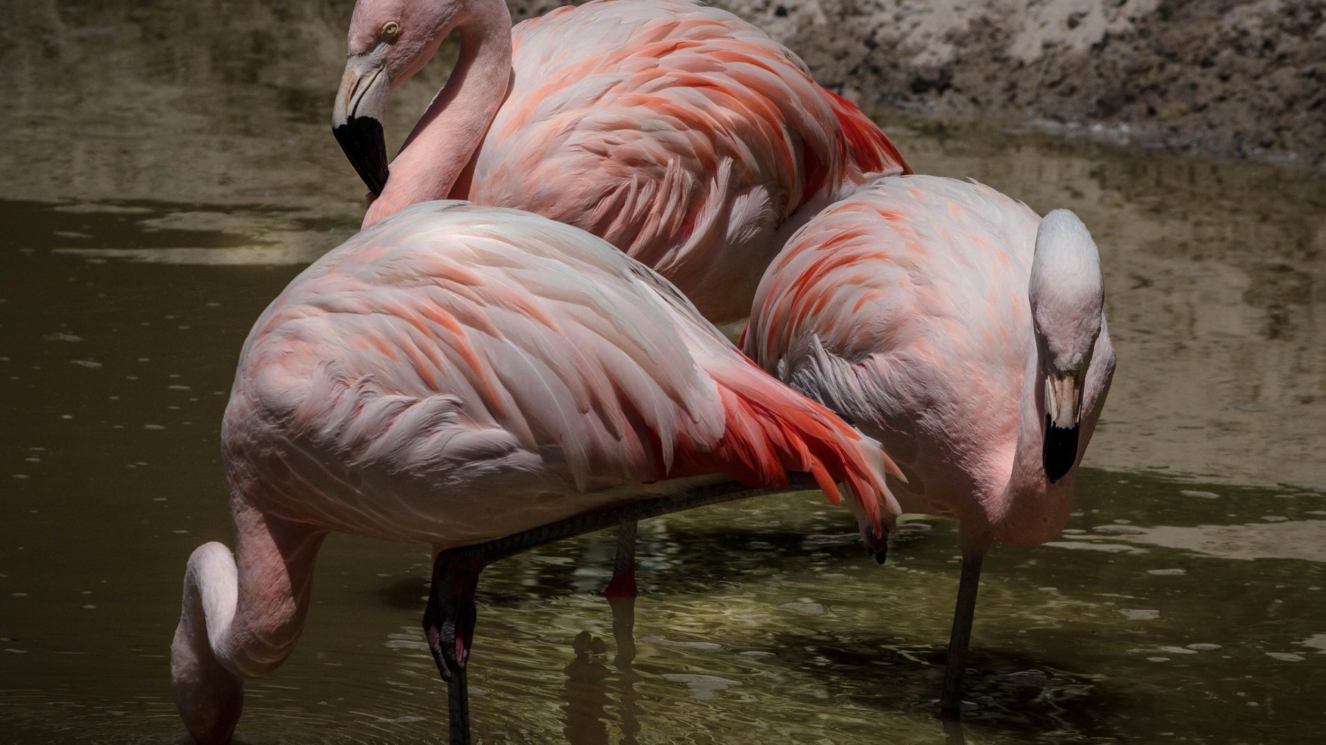 Обои фламинго, flamingo разрешение 4209x3409 Загрузить