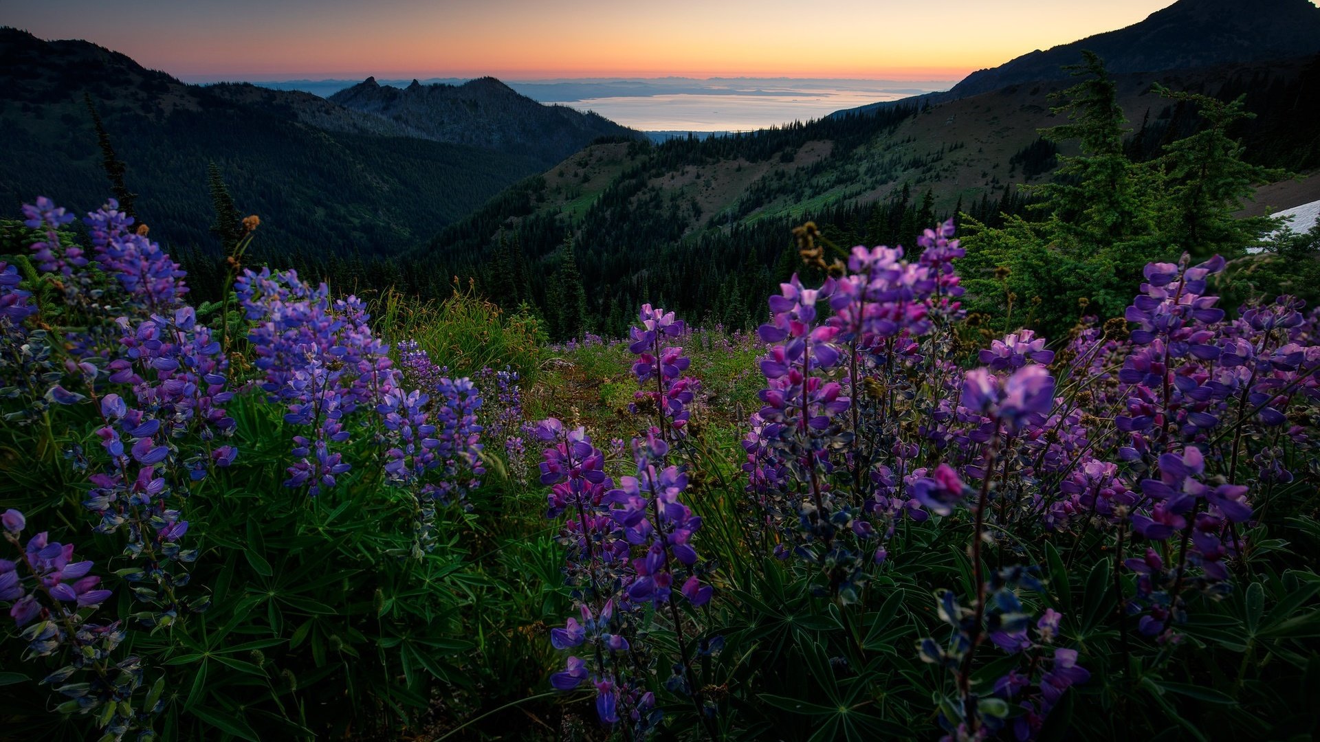 Обои цветы, горы, лес, лето, луг, даль, люпины, flowers, mountains, forest, summer, meadow, dal, lupins разрешение 2048x1365 Загрузить