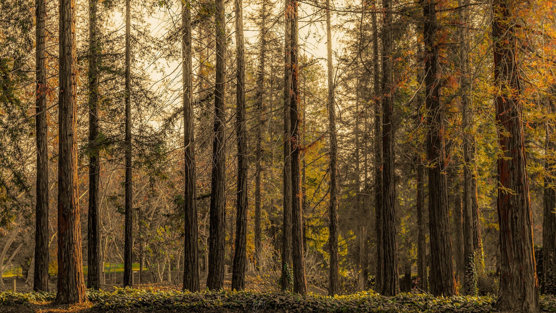 Обои деревья, лес, ветки, стволы, осень, сосны, сосновый, бор, trees, forest, branches, trunks, autumn, pine, bor разрешение 3840x2160 Загрузить