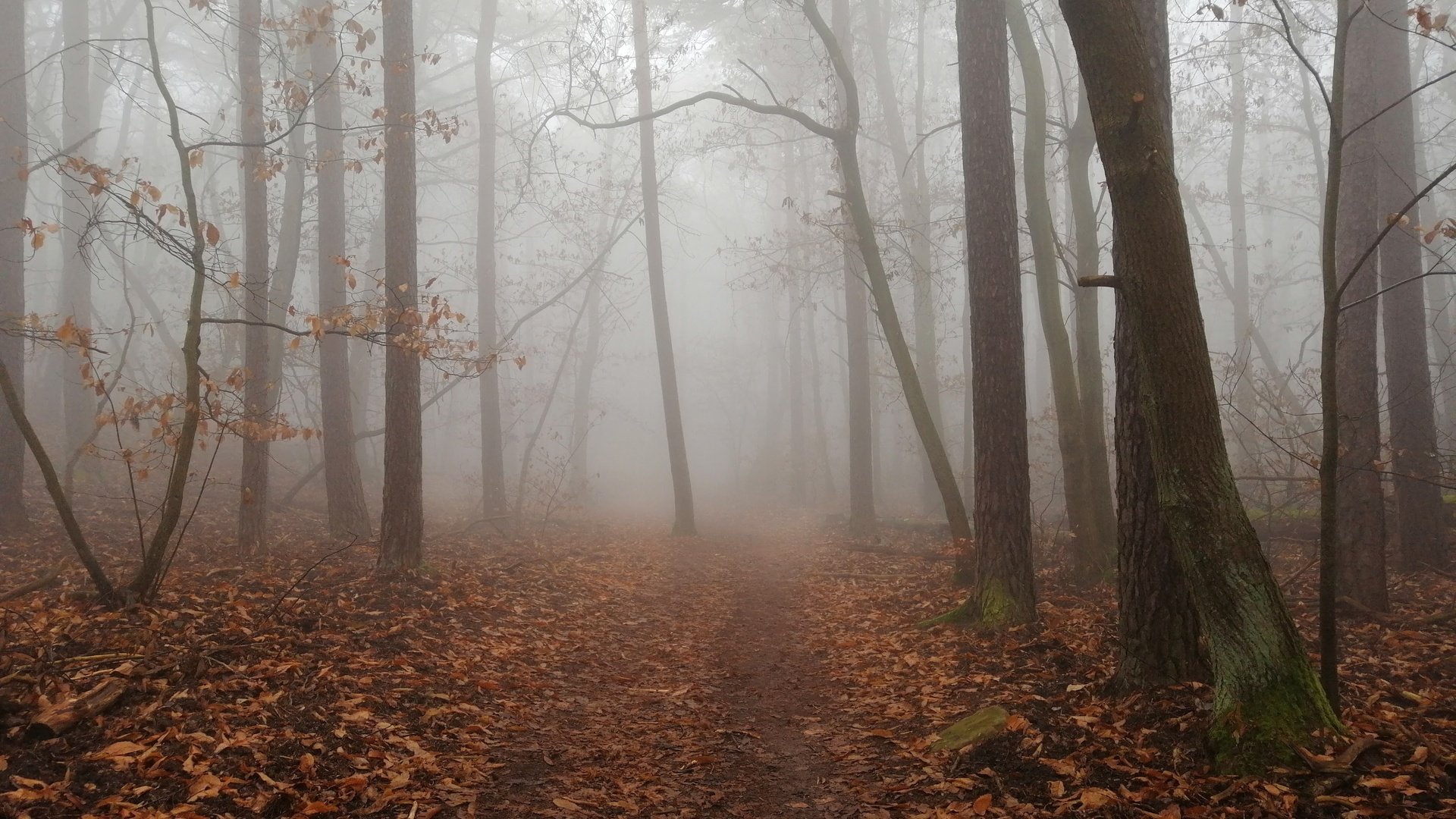 Обои деревья, природа, лес, листья, туман, осень, тропинка, trees, nature, forest, leaves, fog, autumn, path разрешение 4618x3464 Загрузить