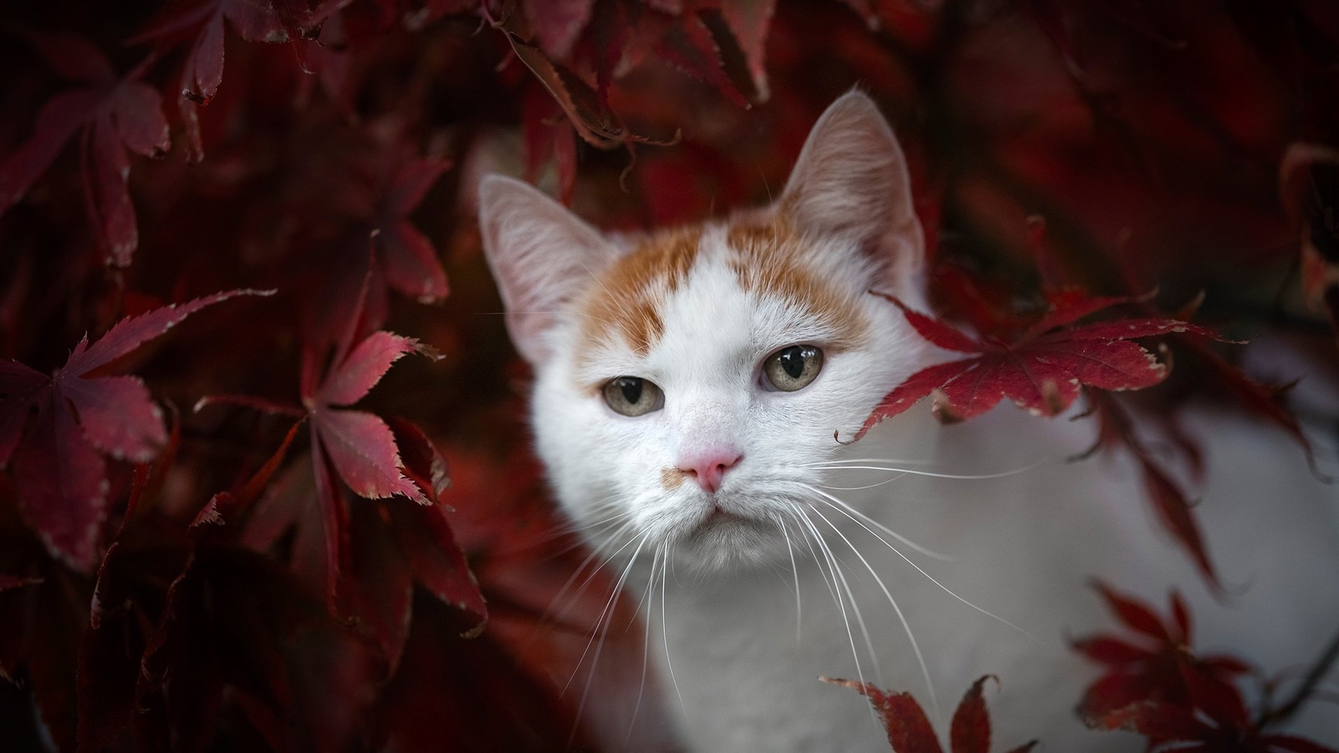 Обои листья, кот, мордочка, взгляд, осень, leaves, cat, muzzle, look, autumn разрешение 2048x1365 Загрузить