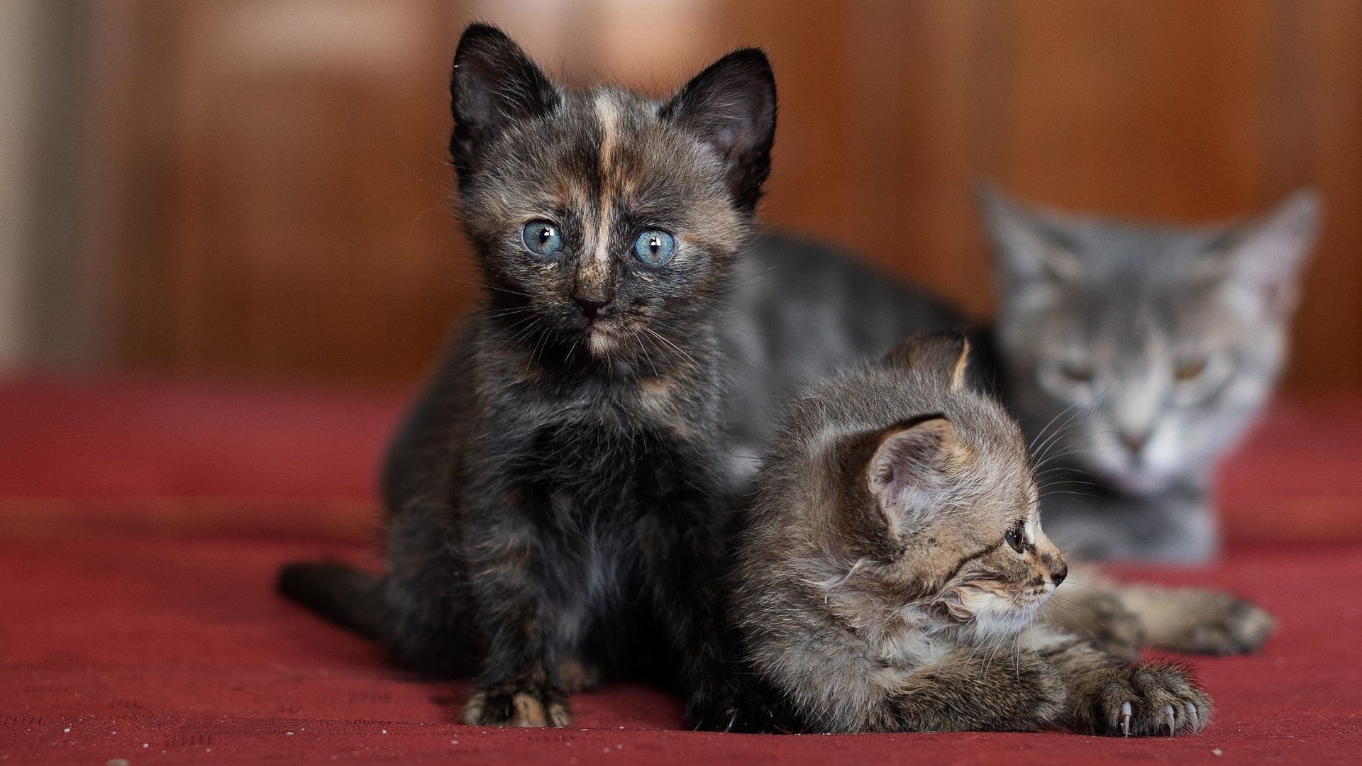 Обои мордочка, взгляд, котенок, кошки, мама, котята, боке, muzzle, look, kitty, cats, mom, kittens, bokeh разрешение 2000x1333 Загрузить