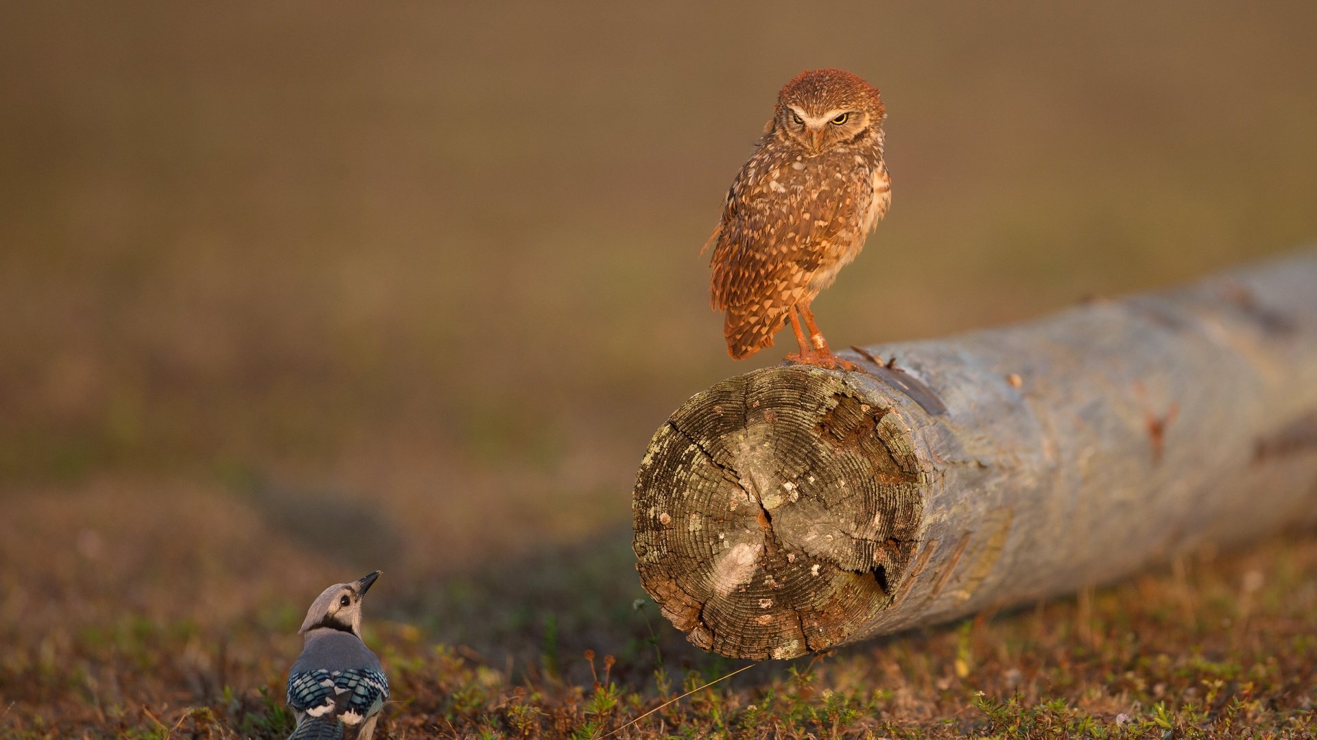 Обои сова, птицы, бревно, сыч, сойка, owl, birds, log, jay разрешение 4096x3186 Загрузить