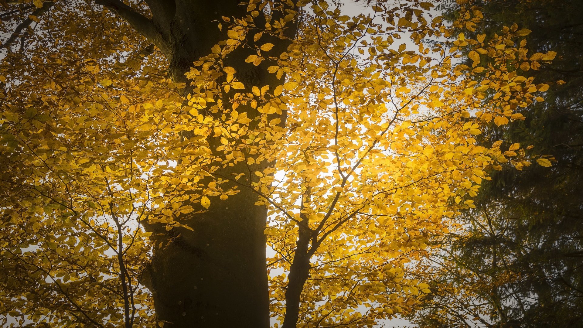 Обои свет, дерево, осень, light, tree, autumn разрешение 3053x1709 Загрузить