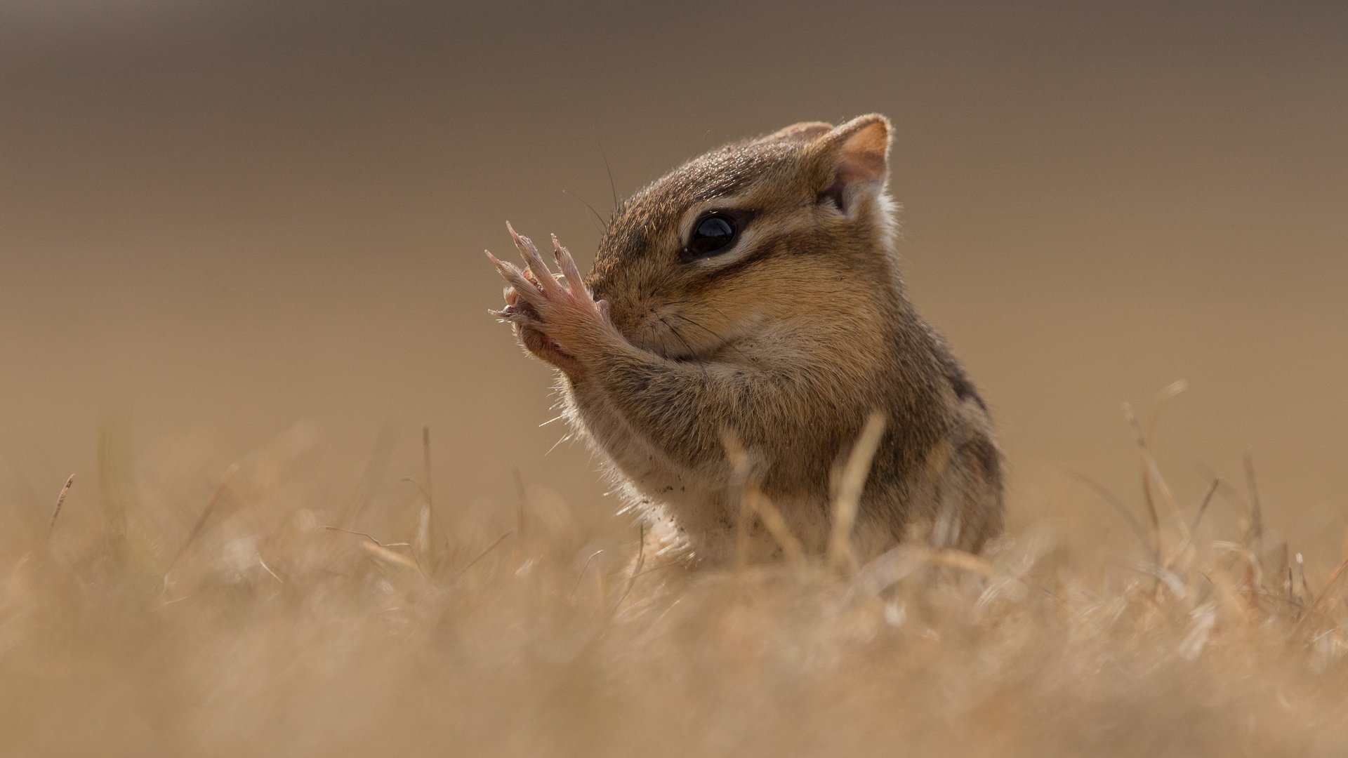 Обои трава, поле, мордашка, лапки, боке, бурундук, grass, field, face, legs, bokeh, chipmunk разрешение 3599x2580 Загрузить