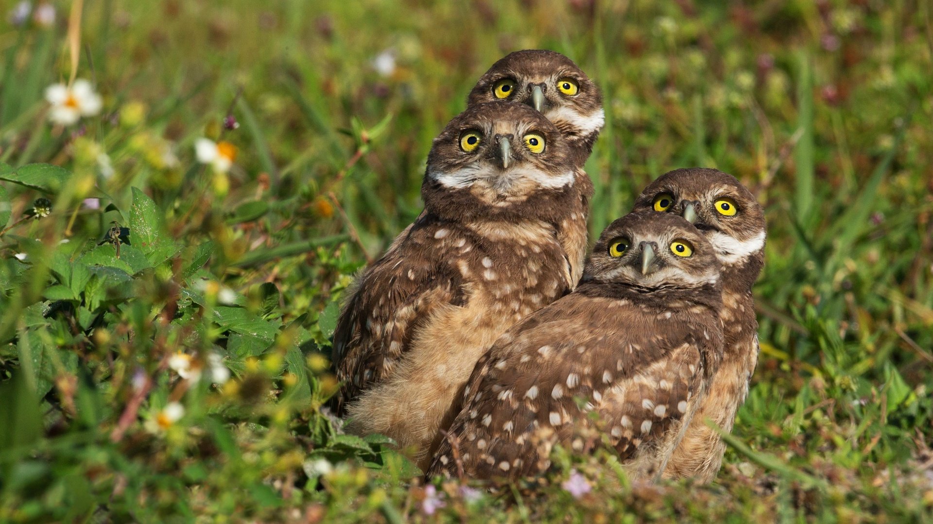 Обои трава, взгляд, птицы, боке, совы, сычи, grass, look, birds, bokeh, owls разрешение 3656x2594 Загрузить