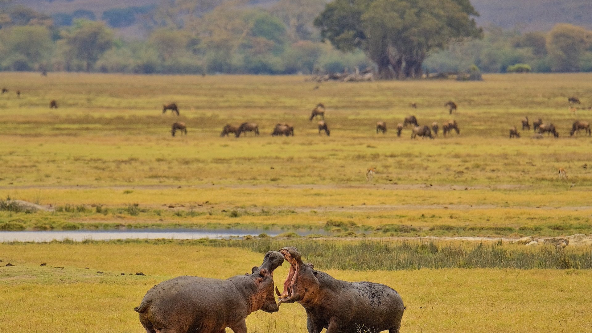 Обои африка, бегемот, турнир, гиппопотам, africa, hippo, tournament разрешение 3072x2048 Загрузить