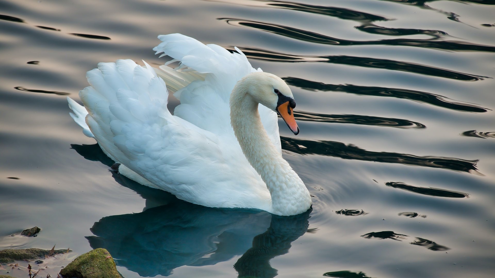 Обои белый, водоем, птица, лебедь, white, pond, bird, swan разрешение 3000x2000 Загрузить