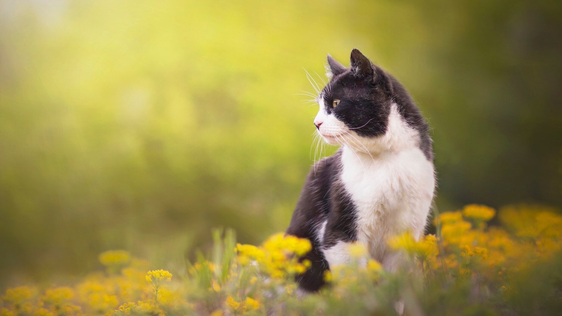 Обои цветы, кот, кошка, профиль, flowers, cat, profile разрешение 2048x1322 Загрузить