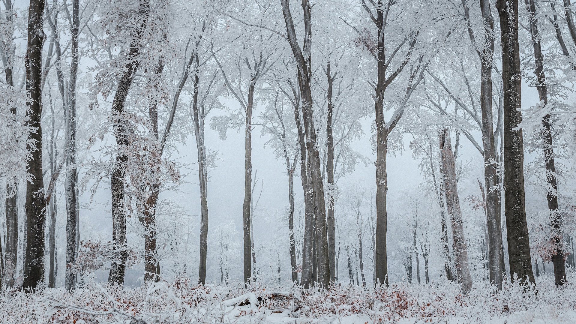 Обои деревья, снег, природа, лес, зима, ветки, стволы, иней, trees, snow, nature, forest, winter, branches, trunks, frost разрешение 3840x2160 Загрузить