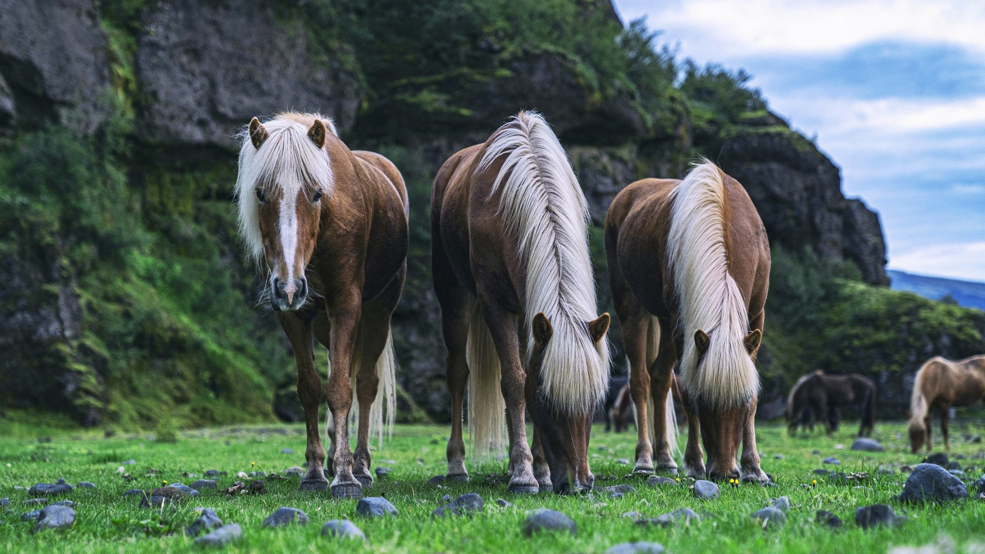 Обои горы, природа, камни, взгляд, лошади, кони, грива, копыта, mountains, nature, stones, look, horse, horses, mane, hooves разрешение 3840x2756 Загрузить