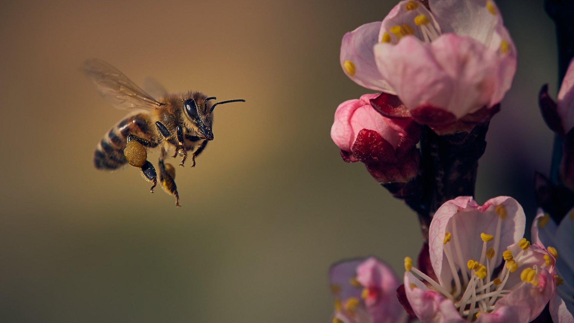 Обои цветы, природа, цветение, насекомое, лепестки, крылья, весна, пчела, flowers, nature, flowering, insect, petals, wings, spring, bee разрешение 2048x1365 Загрузить