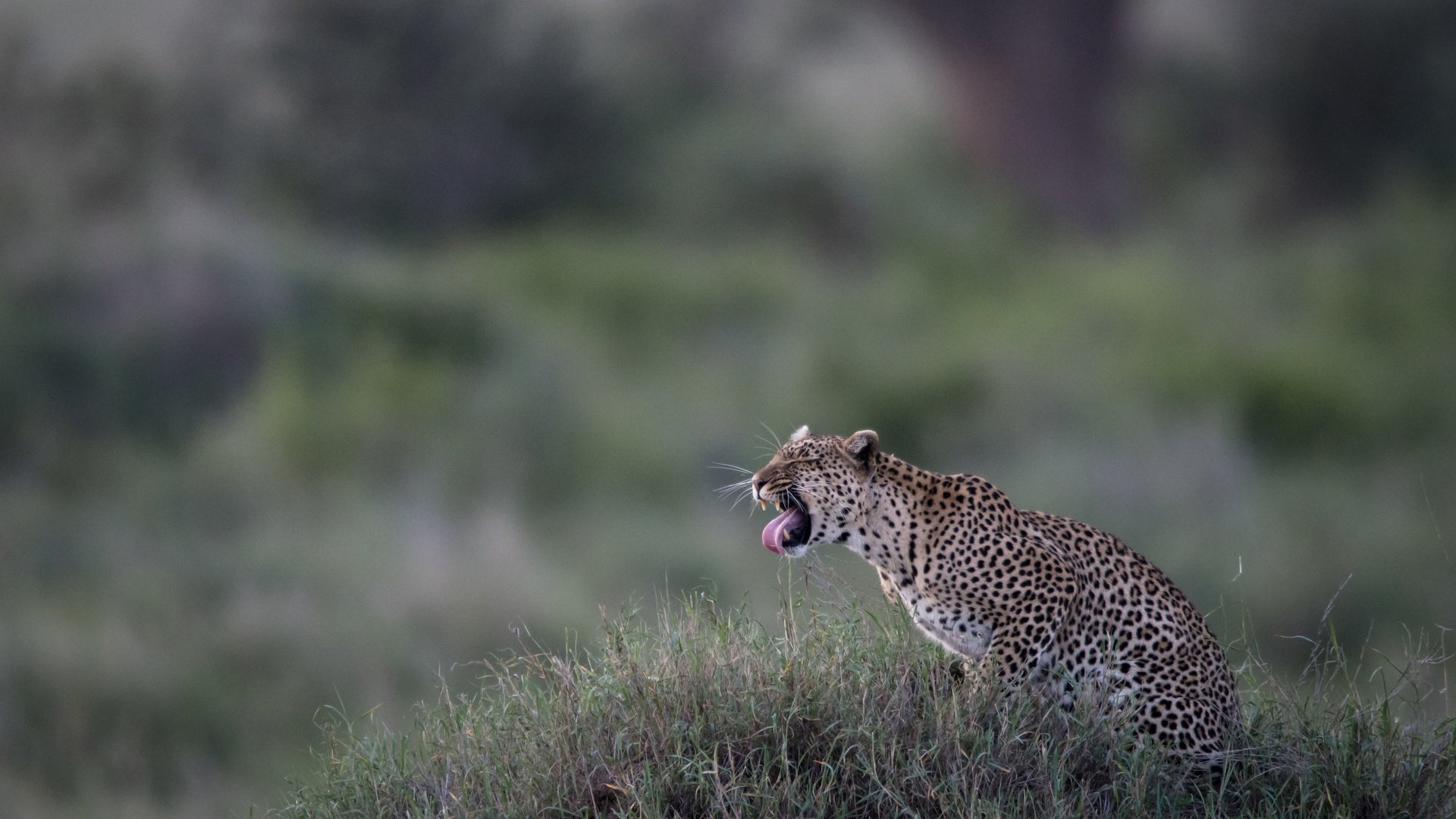 Обои трава, леопард, дикая кошка, боке, grass, leopard, wild cat, bokeh разрешение 4683x3059 Загрузить