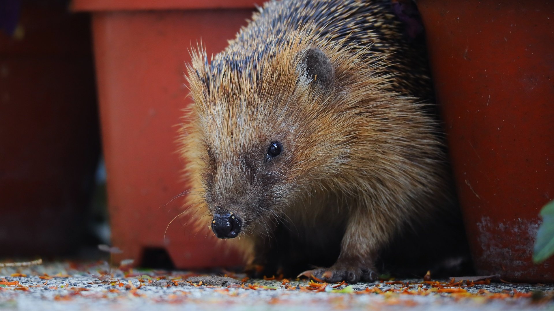 Обои взгляд, горшки, колючки, мордашка, ежик, иголки, еж, look, pots, barb, face, hedgehog, needles разрешение 3840x2156 Загрузить