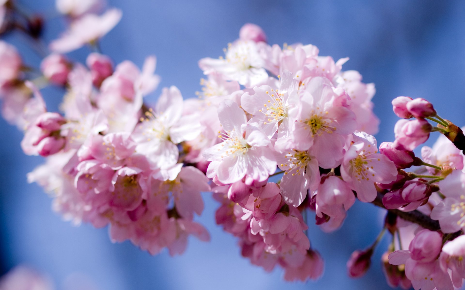 Обои небо, цветы, цветение, лепестки, весна, розовый, вишня, сакура, the sky, flowers, flowering, petals, spring, pink, cherry, sakura разрешение 3648x2736 Загрузить