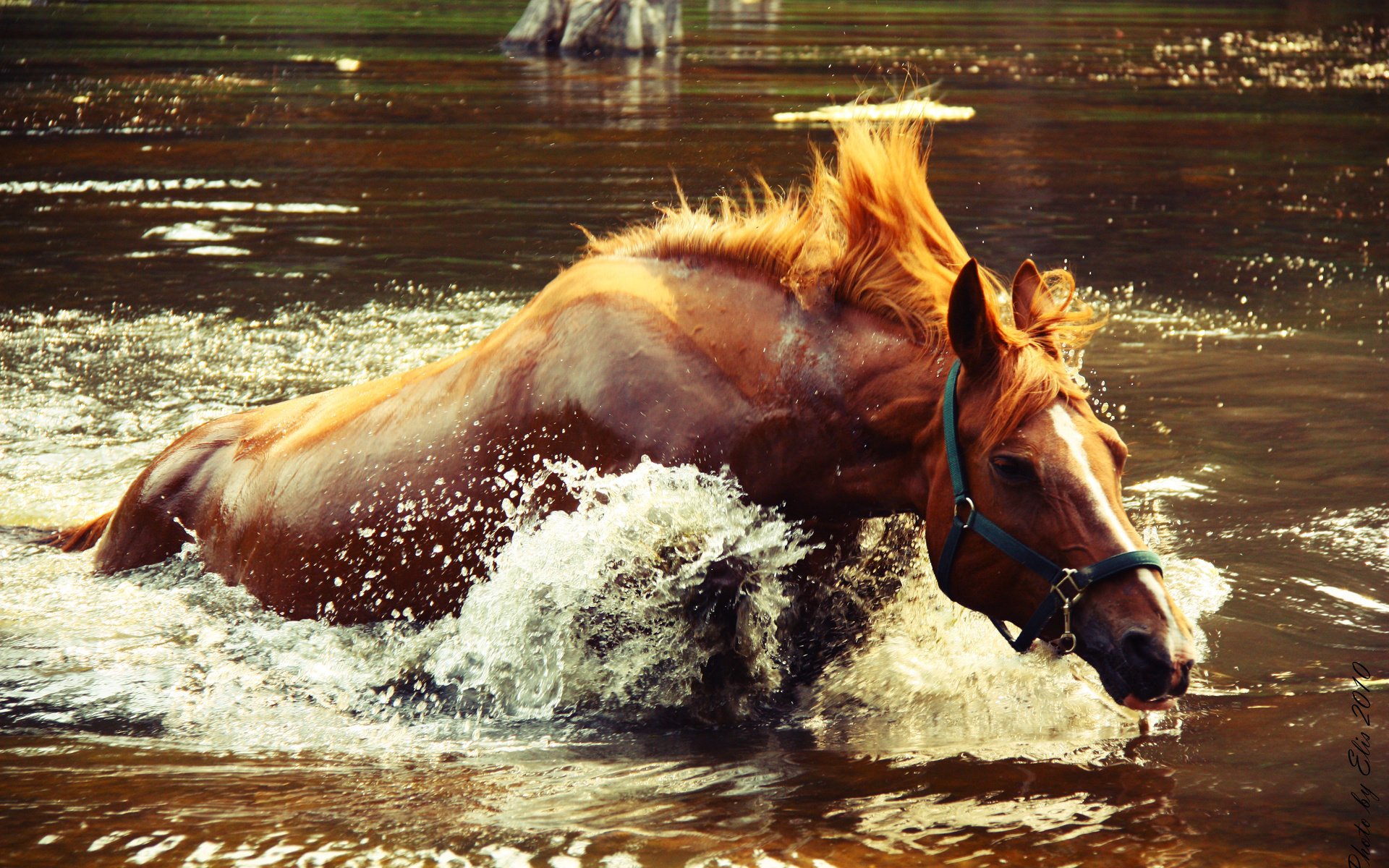 Обои лошадь, вода, озеро, брызги, всплеск, крокодил догоняет, horse, water, lake, squirt, splash, crocodile catches разрешение 4272x2848 Загрузить