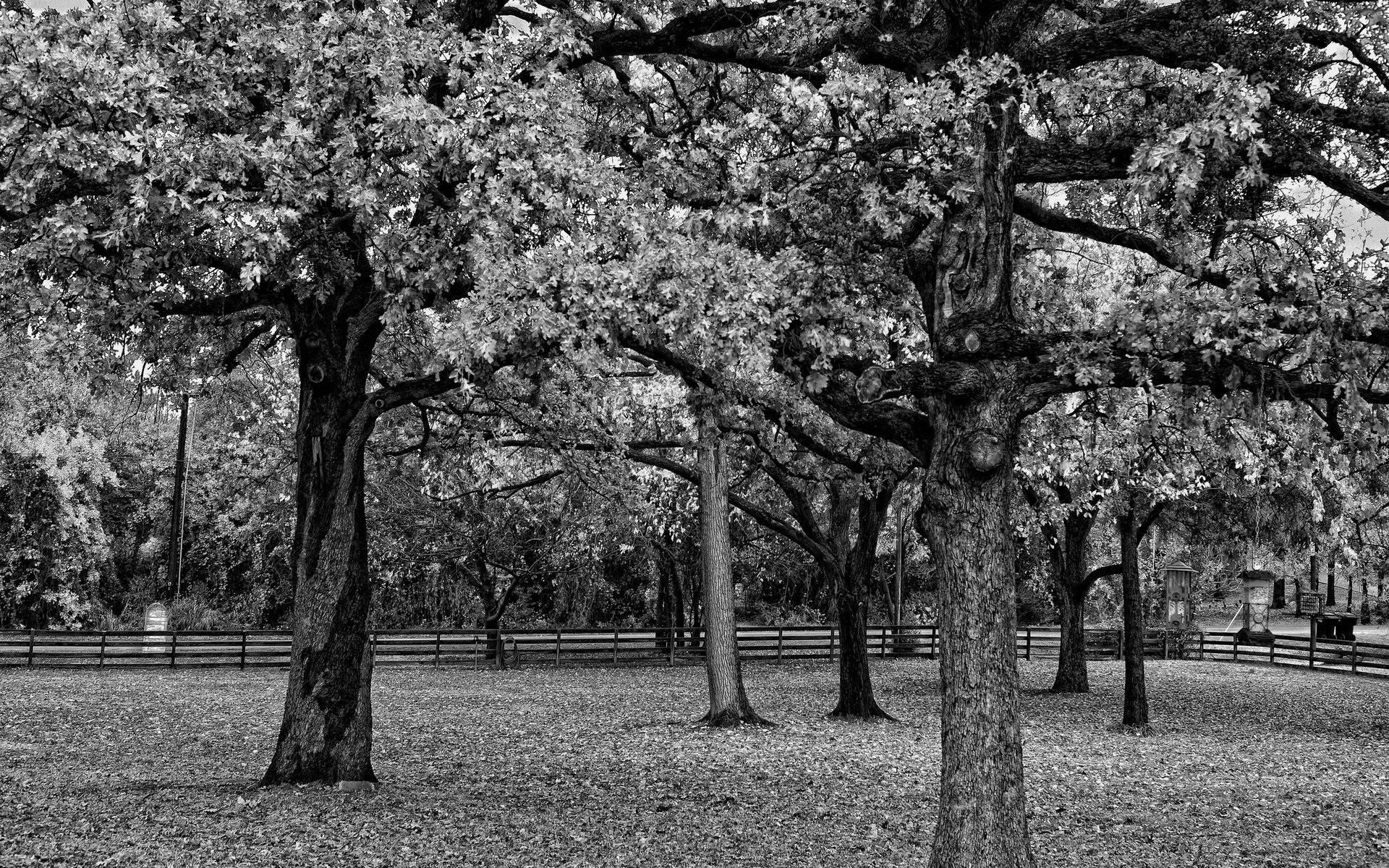 Обои деревья, парк, ветви, листва, забор, чёрно-белое, черно-белая, trees, park, branch, foliage, the fence, black and white разрешение 2560x1600 Загрузить