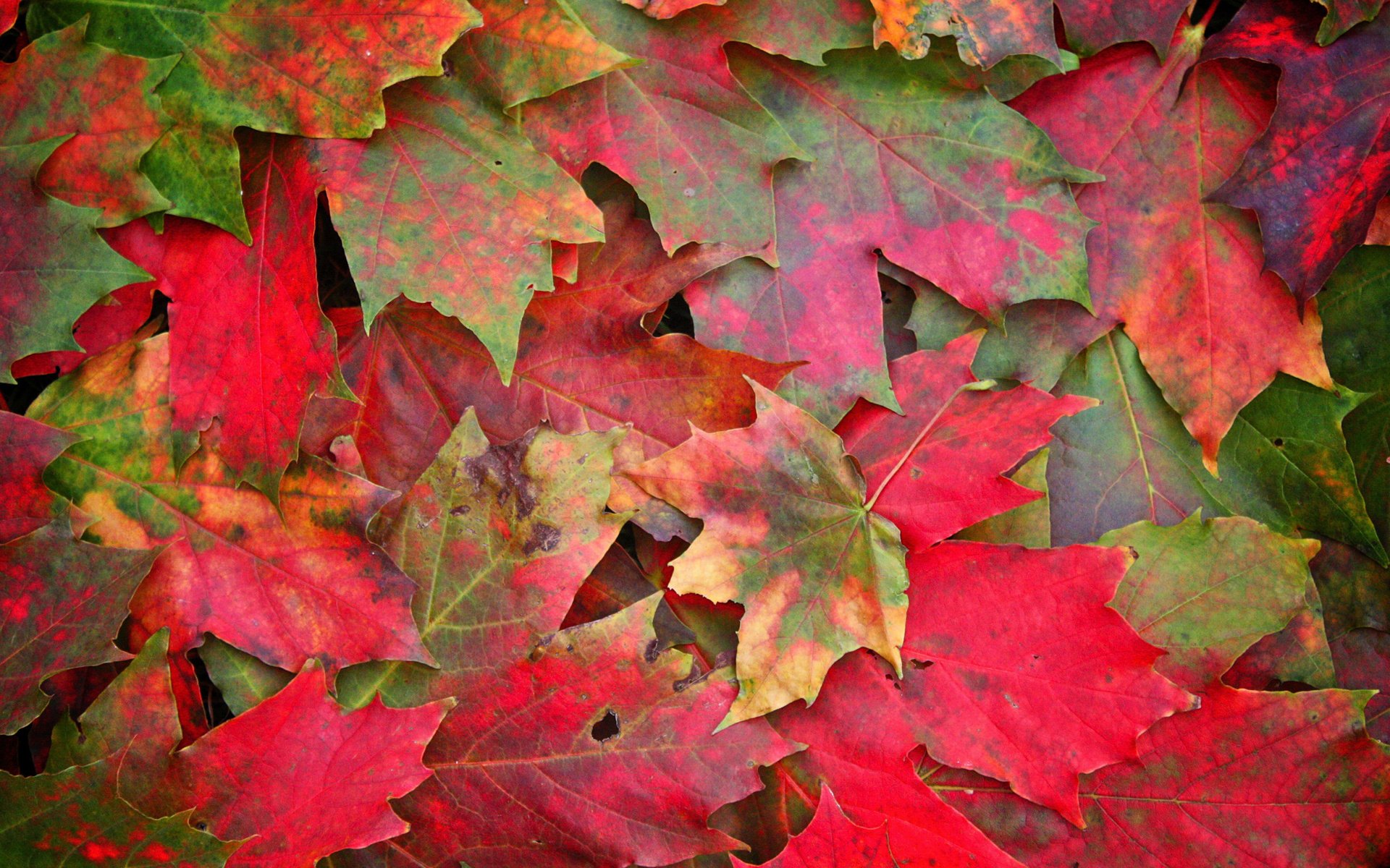 Обои листья, макро, фото, осень, осенние обои, leaves, macro, photo, autumn, autumn wallpaper разрешение 2560x1515 Загрузить