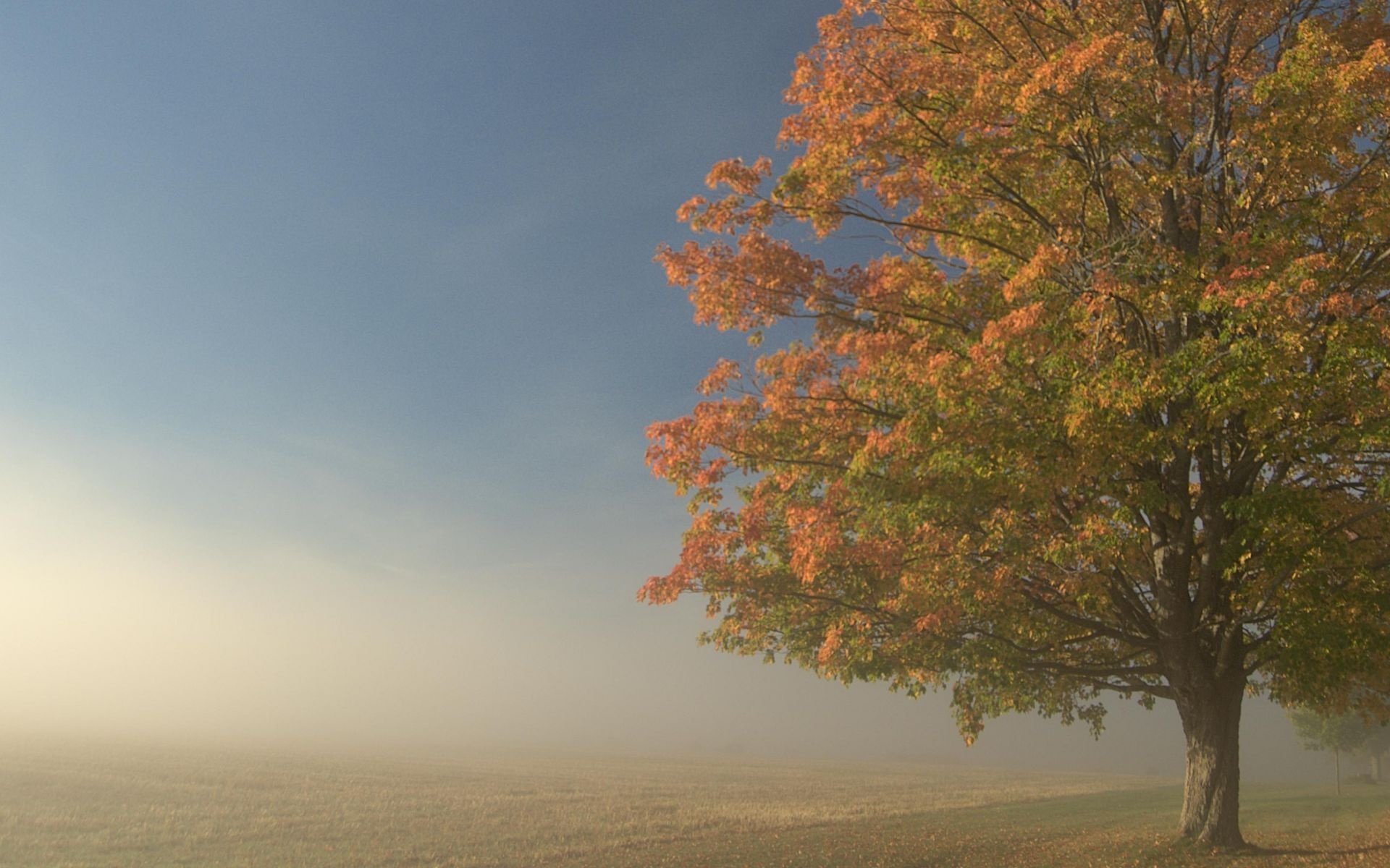 Обои дерево, туман, поле, tree, fog, field разрешение 1920x1201 Загрузить