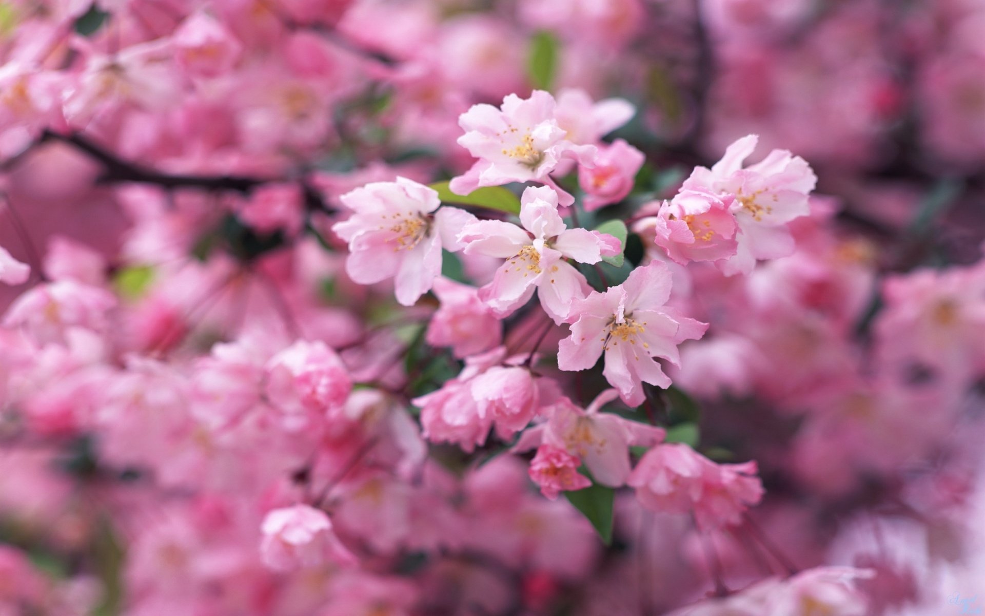 Обои цветение, ветки, весна, flowering, branches, spring разрешение 2048x1280 Загрузить