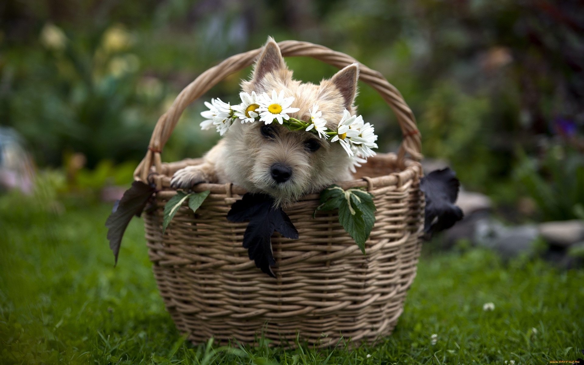 Обои морда, цветы, трава, собака, корзина, венок, щенок в корзинке, face, flowers, grass, dog, basket, wreath, puppy in a basket разрешение 2560x1600 Загрузить