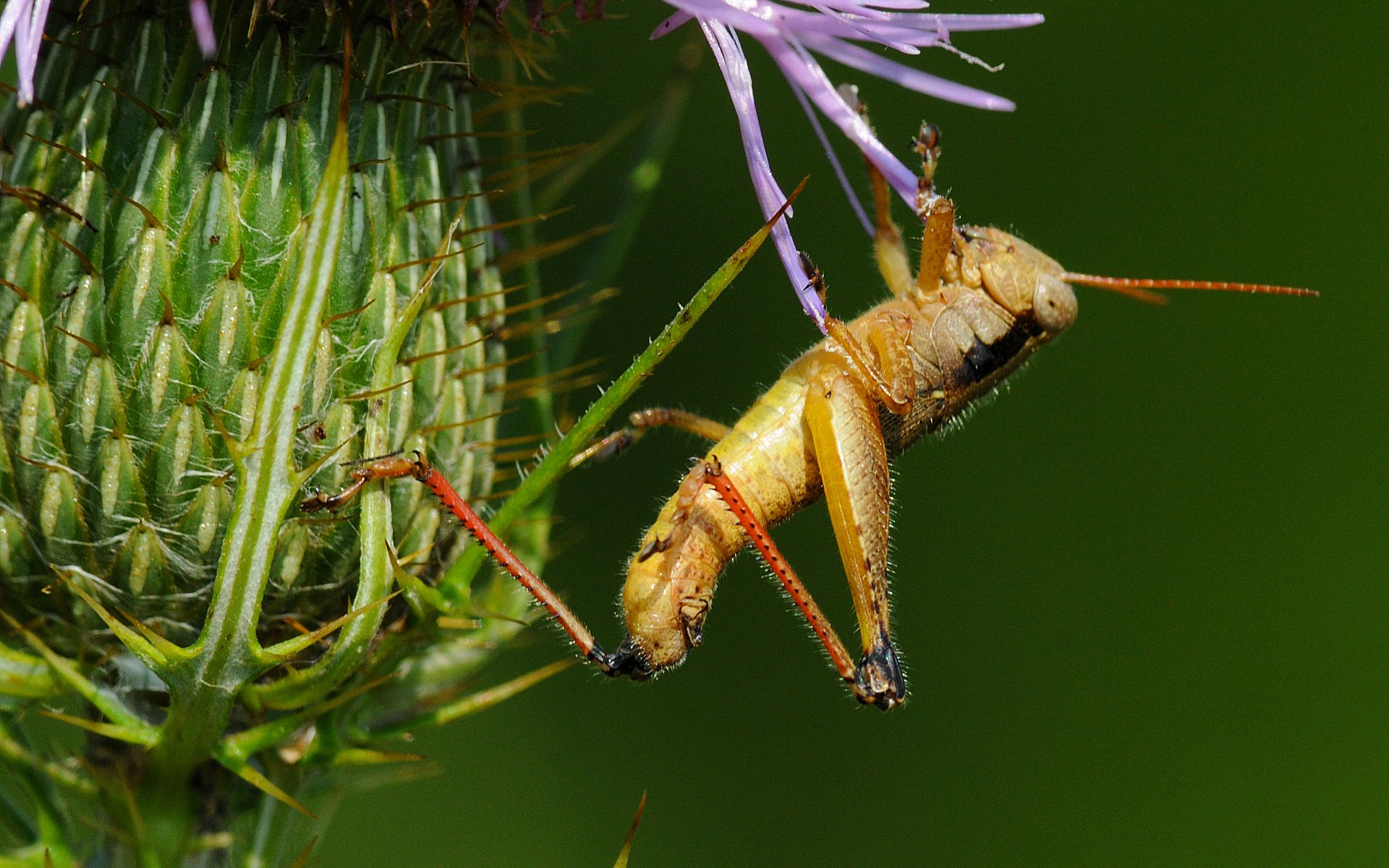 Обои макро, насекомые, растение, кузнечик, чертополох, macro, insects, plant, grasshopper, thistle разрешение 3157x2848 Загрузить