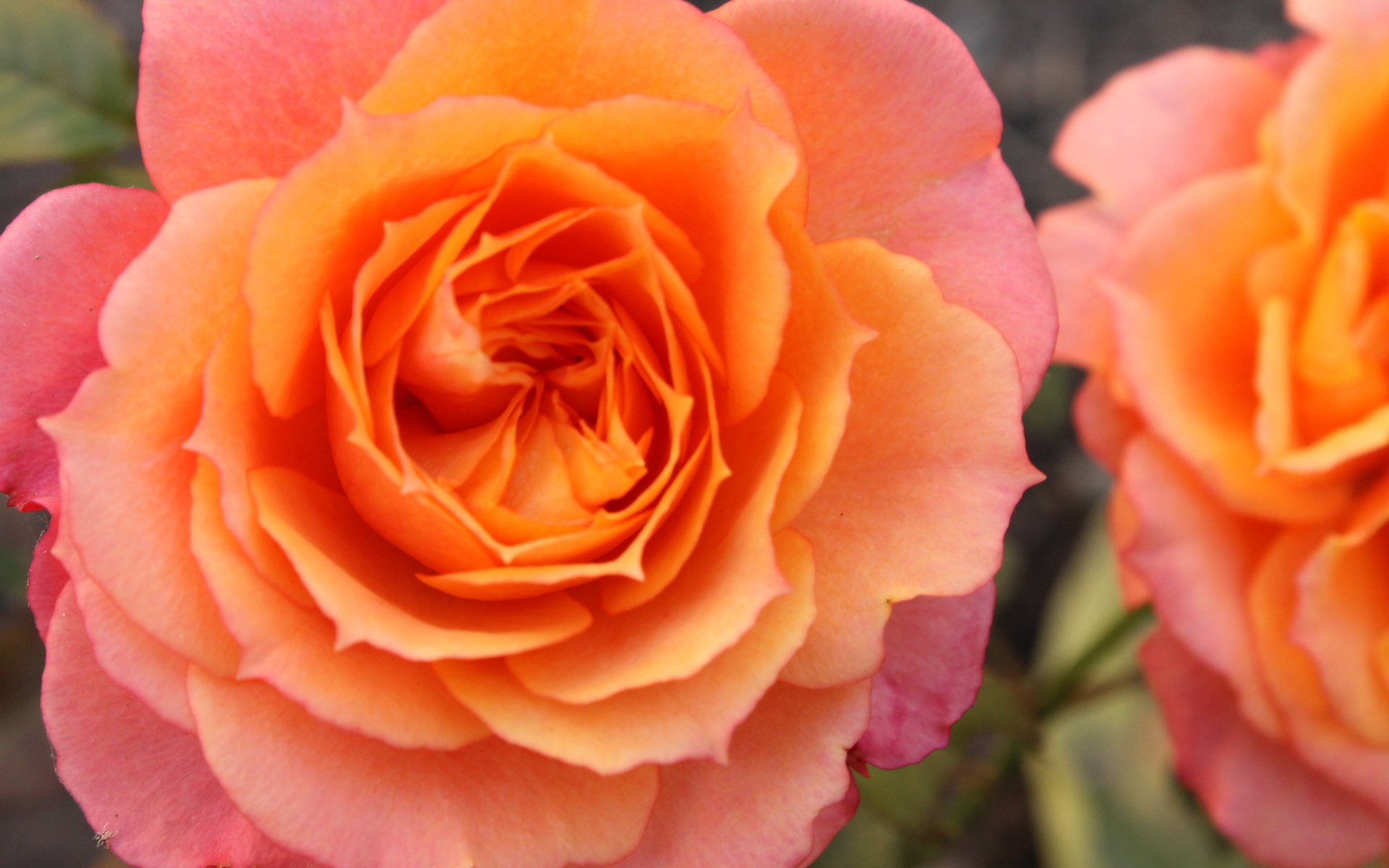 Обои цветы, желтый, розы, розовый, flowers, yellow, roses, pink разрешение 4272x2848 Загрузить