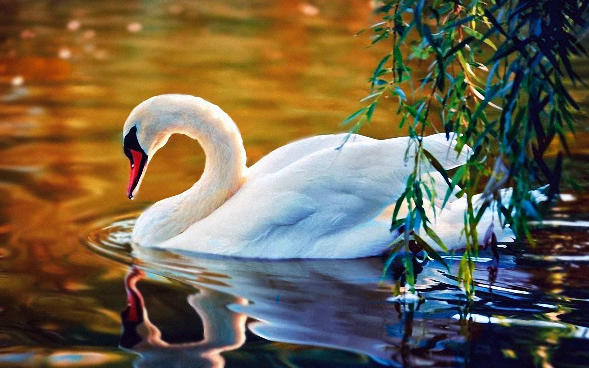 Обои вода, белый, птица, клюв, перья, лебедь, water, white, bird, beak, feathers, swan разрешение 1921x1390 Загрузить