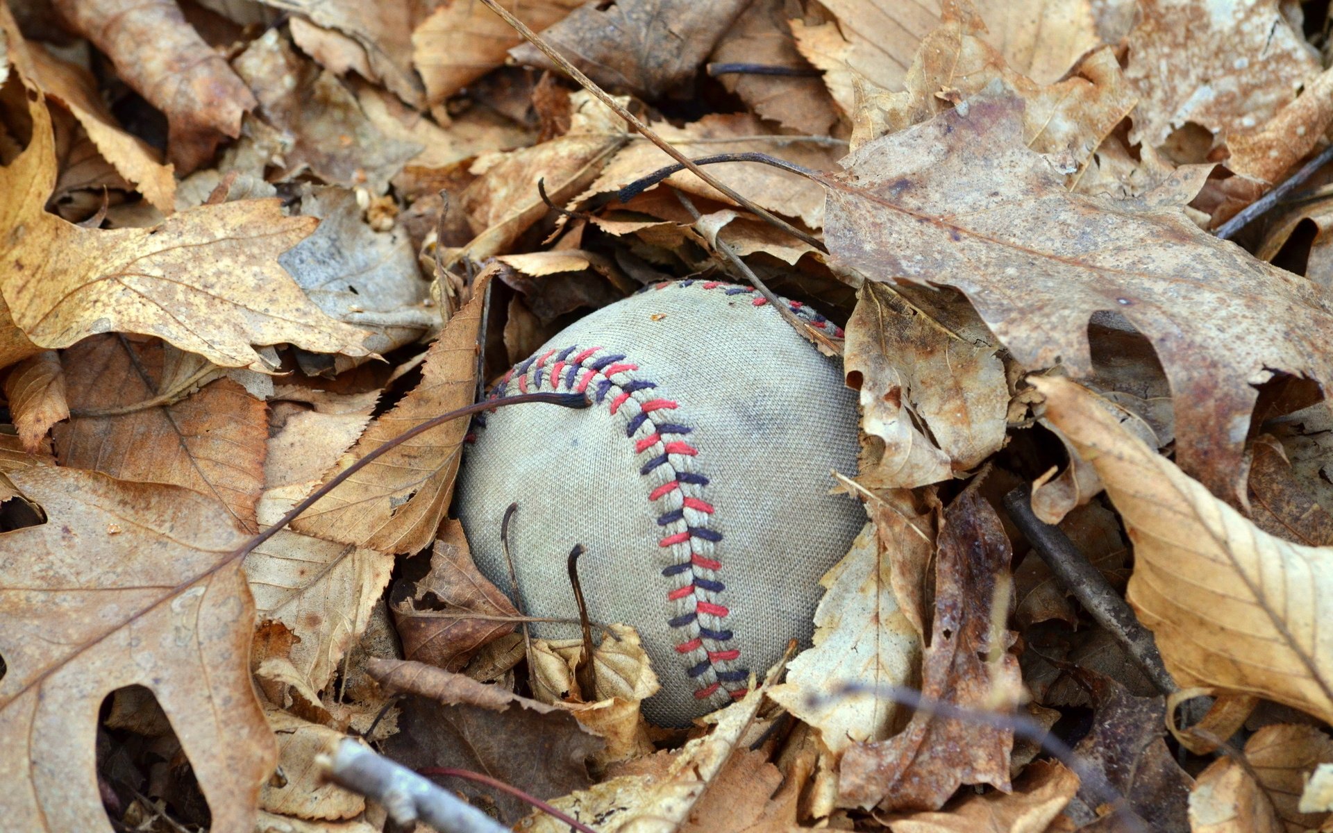 Обои листья, макро, осень, мяч, осенние, мяч.листья, leaves, macro, autumn, the ball, the ball.leaves разрешение 2560x1600 Загрузить