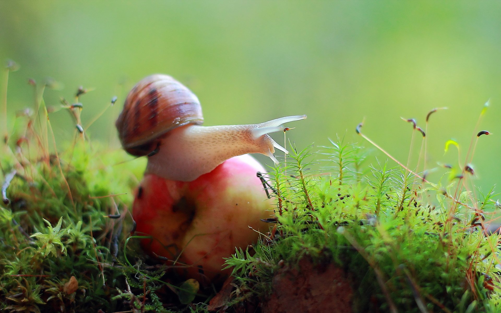 Обои природа, макро, мох, яблоко, улитка, nature, macro, moss, apple, snail разрешение 2560x1440 Загрузить