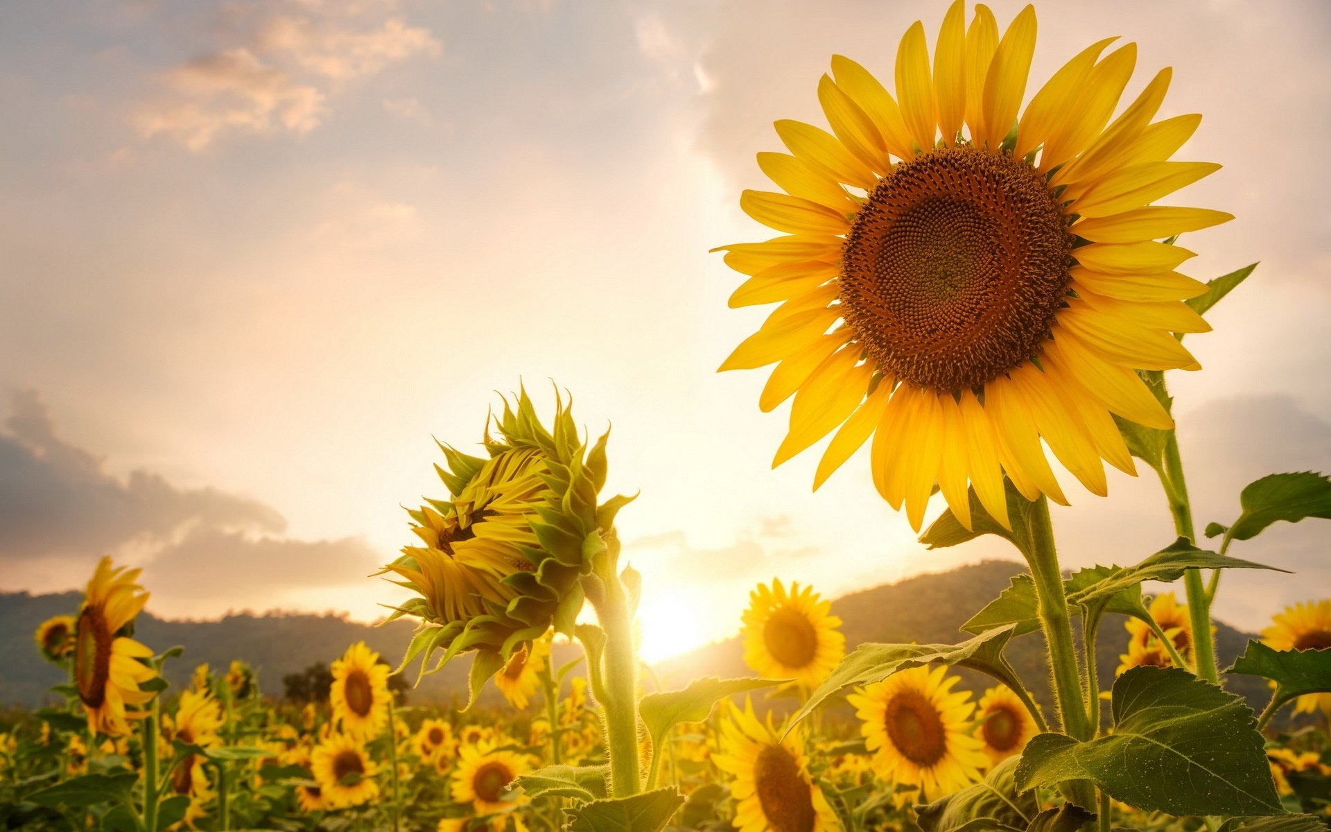 Обои цветы, природа, макро, поле, подсолнух, желтые, flowers, nature, macro, field, sunflower, yellow разрешение 1920x1280 Загрузить