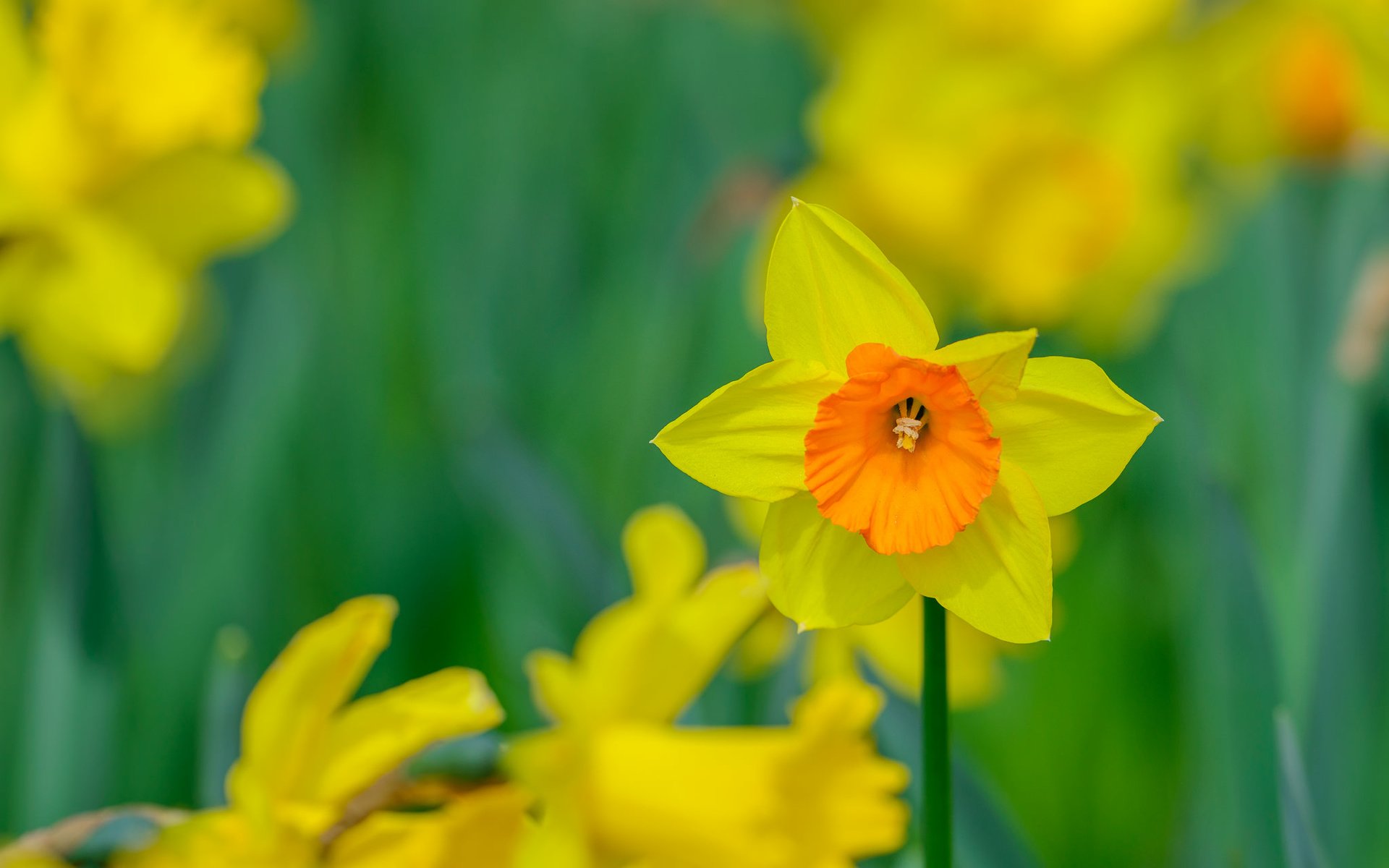 Обои цветы, размытость, весна, нарциссы, желтые, flowers, blur, spring, daffodils, yellow разрешение 2048x1345 Загрузить