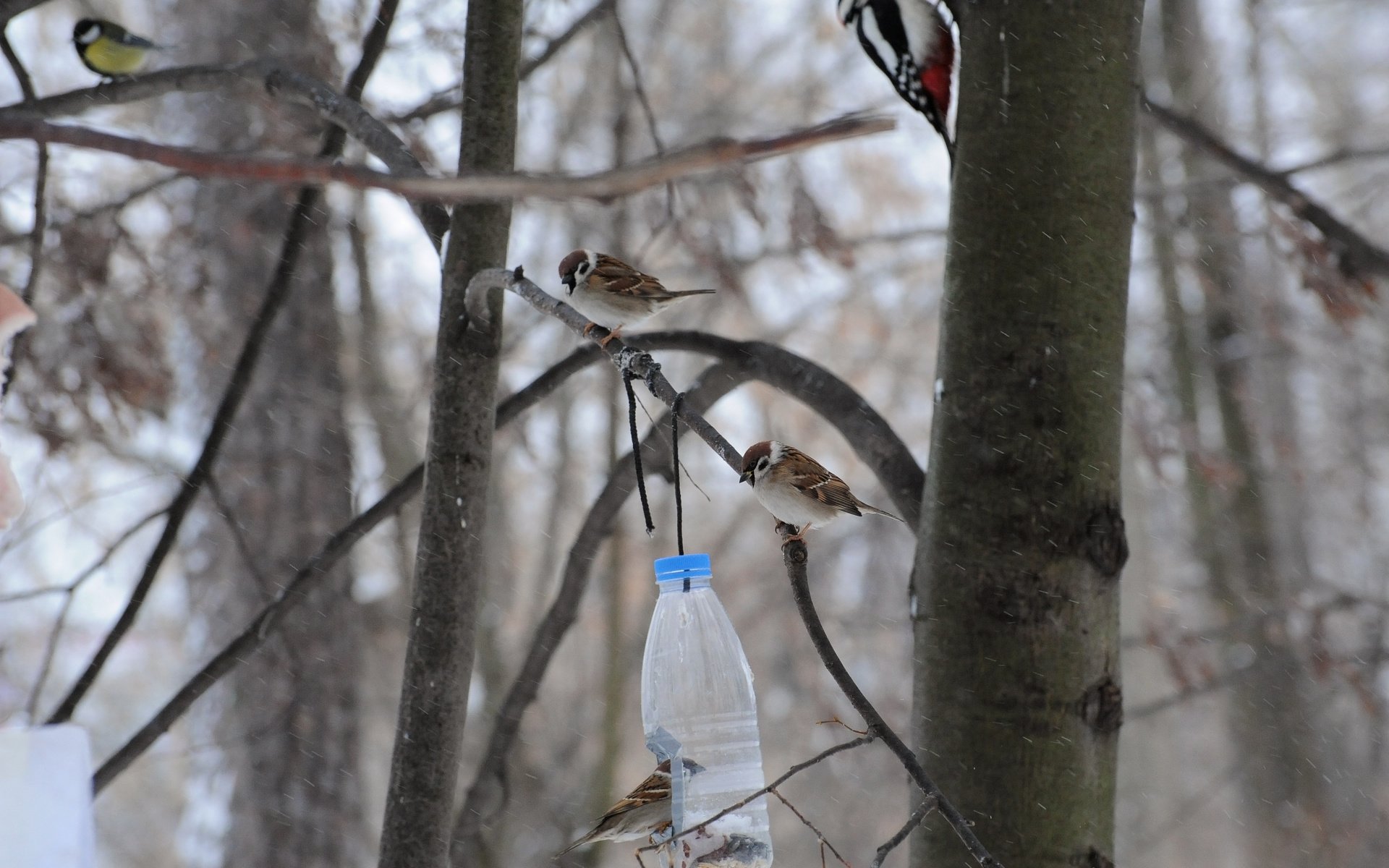 Обои дерево, птицы, воробей, синица, дятел, кормушка, tree, birds, sparrow, tit, woodpecker, feeder разрешение 3976x2832 Загрузить