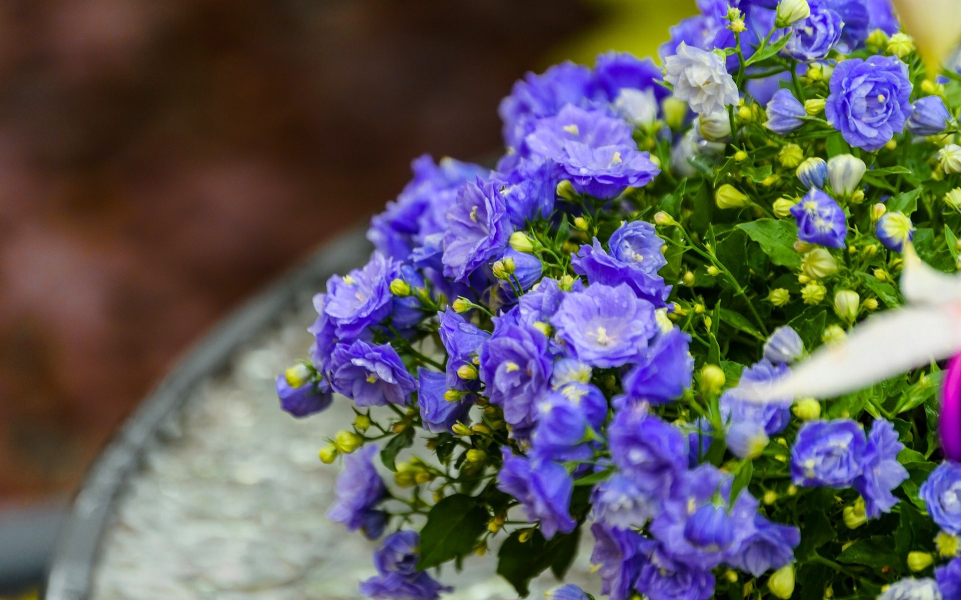 Обои цветы, макро, лепестки, синие, бутончики, кампанула, flowers, macro, petals, blue, buds разрешение 1920x1280 Загрузить