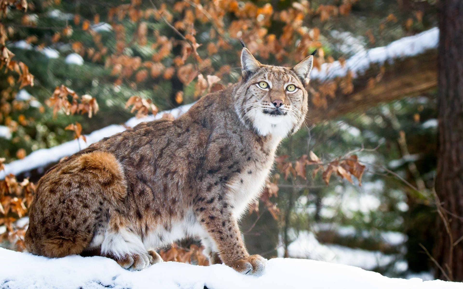 Обои морда, снег, зима, рысь, хищник, сидит, мех, дикая кошка, face, snow, winter, lynx, predator, sitting, fur, wild cat разрешение 2000x1267 Загрузить