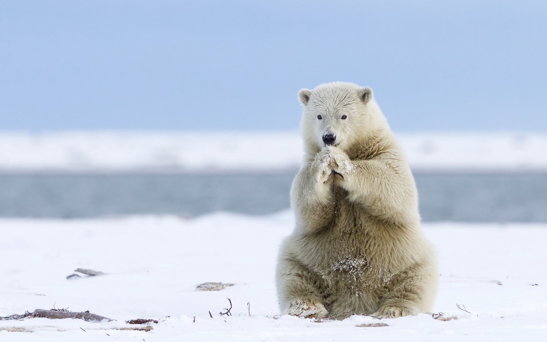 Обои морда, снег, лапы, полярный медведь, медведь, белый медведь, аляска, face, snow, paws, polar bear, bear, alaska разрешение 2048x1488 Загрузить